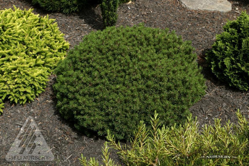 Pinus mugo 