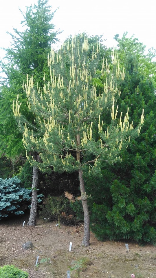 Pinus sylvestris 