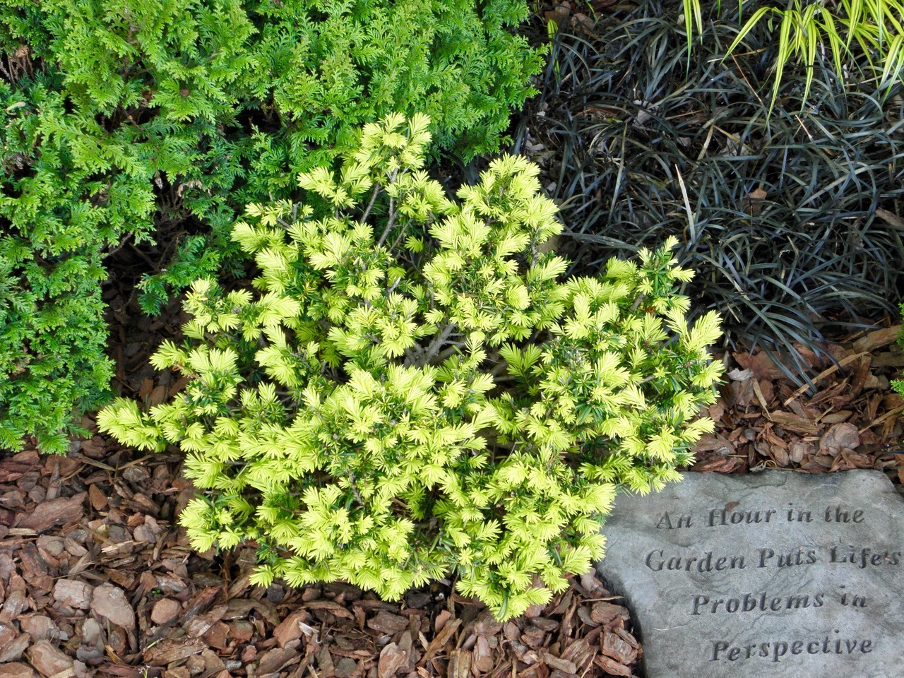 Taxus cuspidata 