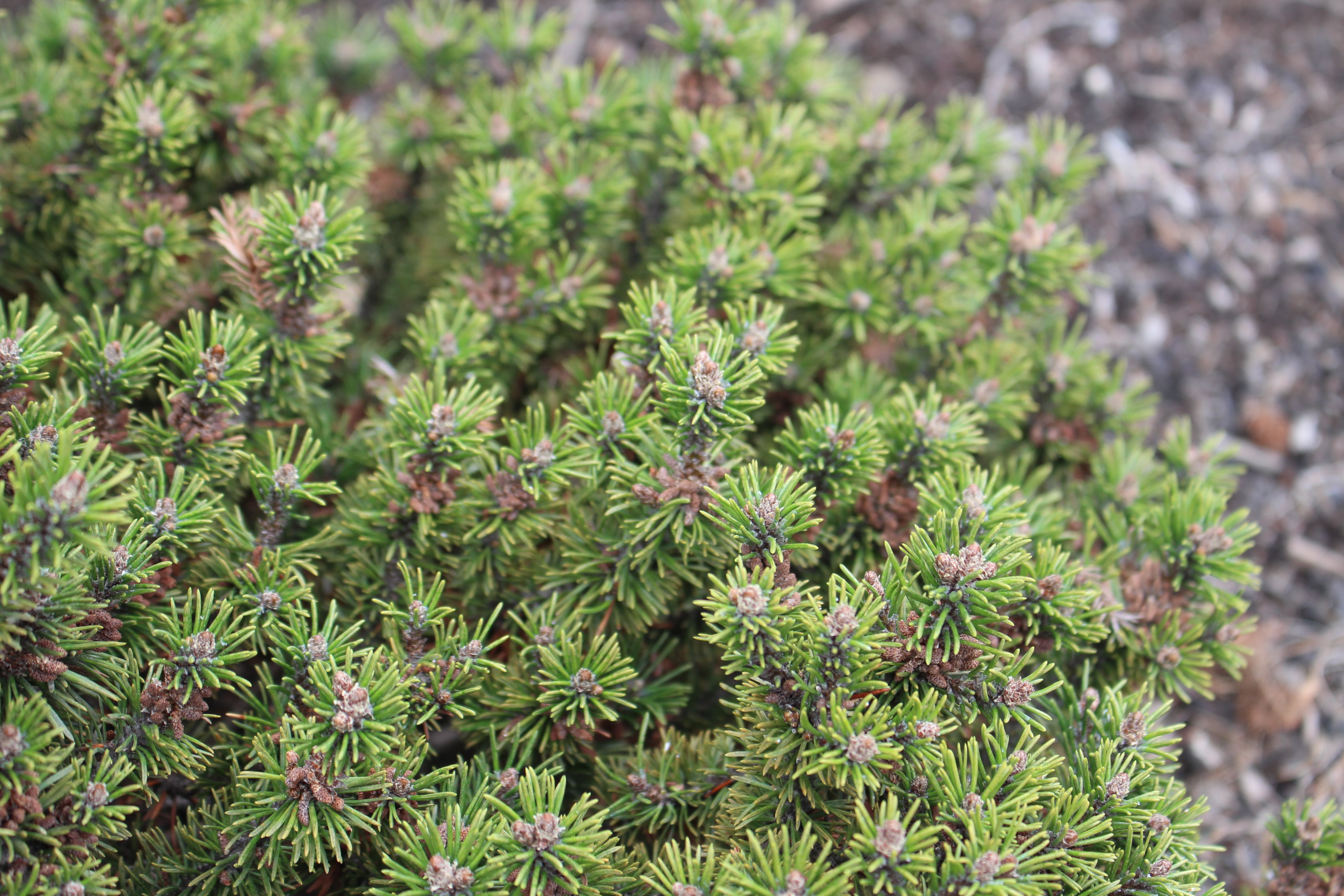 Pinus mugo 