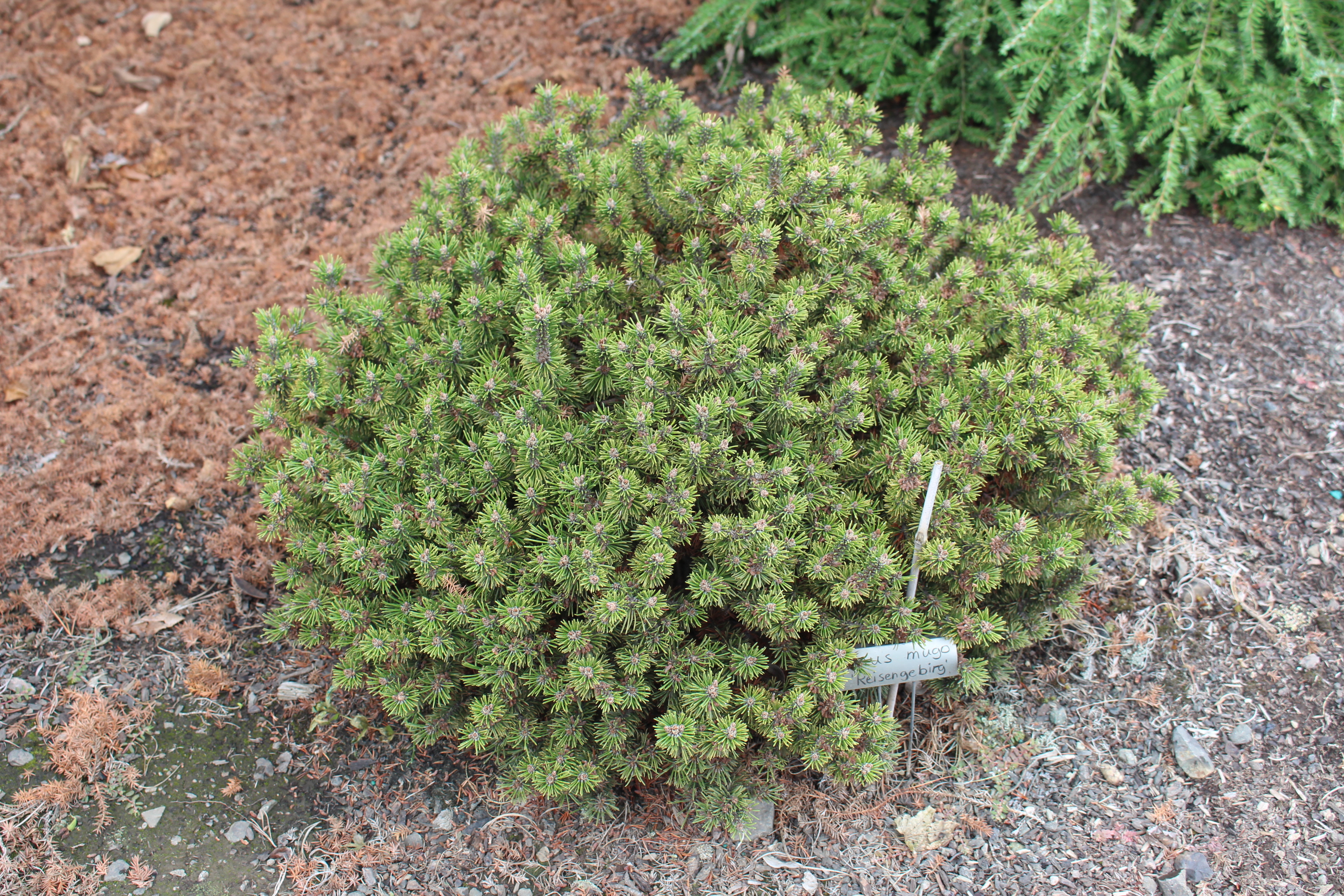 Pinus mugo 