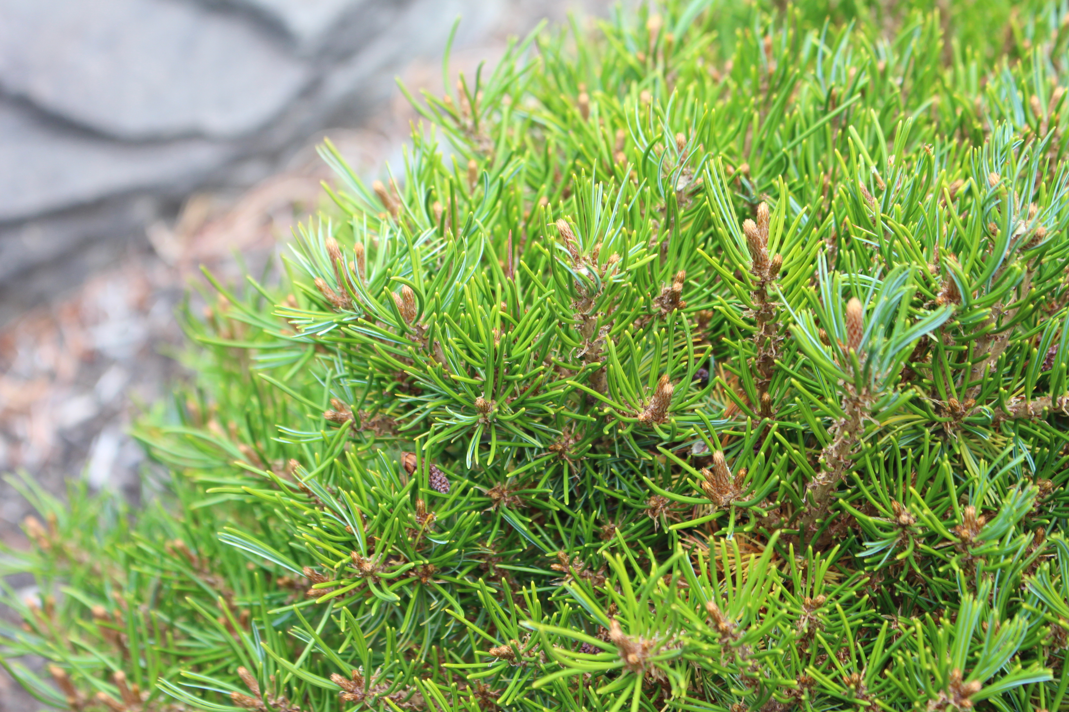 Pinus parviflora 