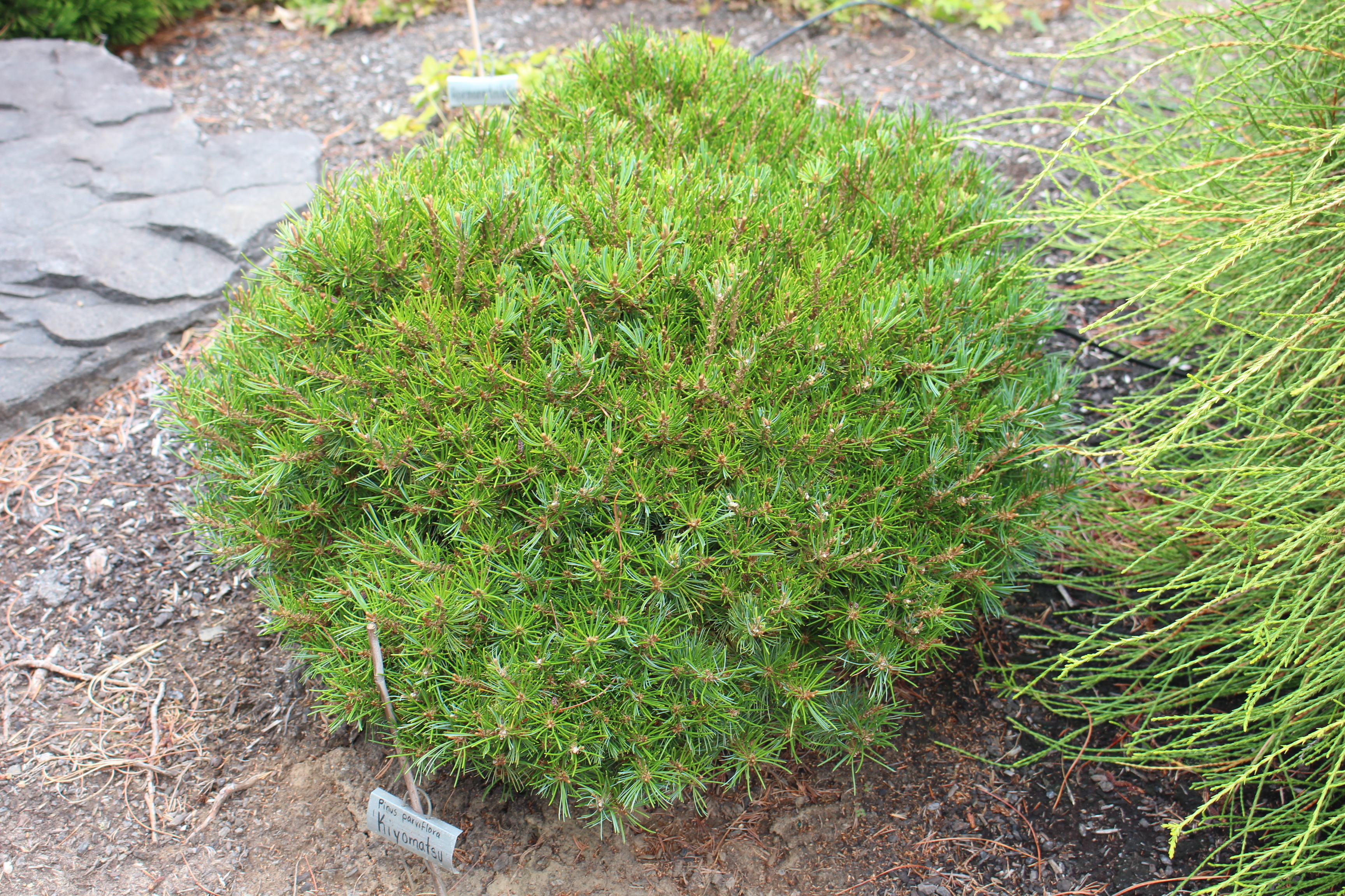 Pinus parviflora 