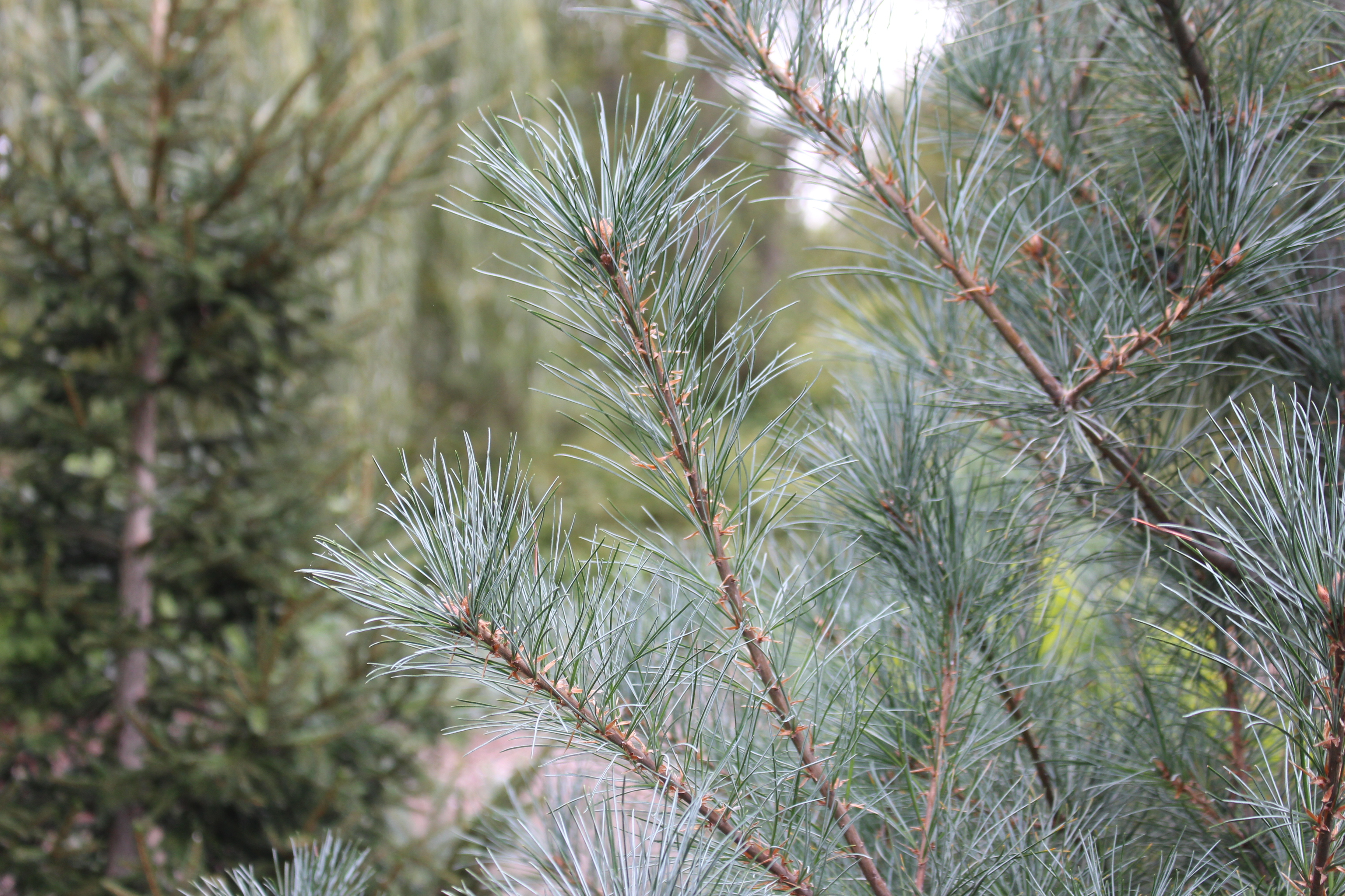 Pinus strobus 