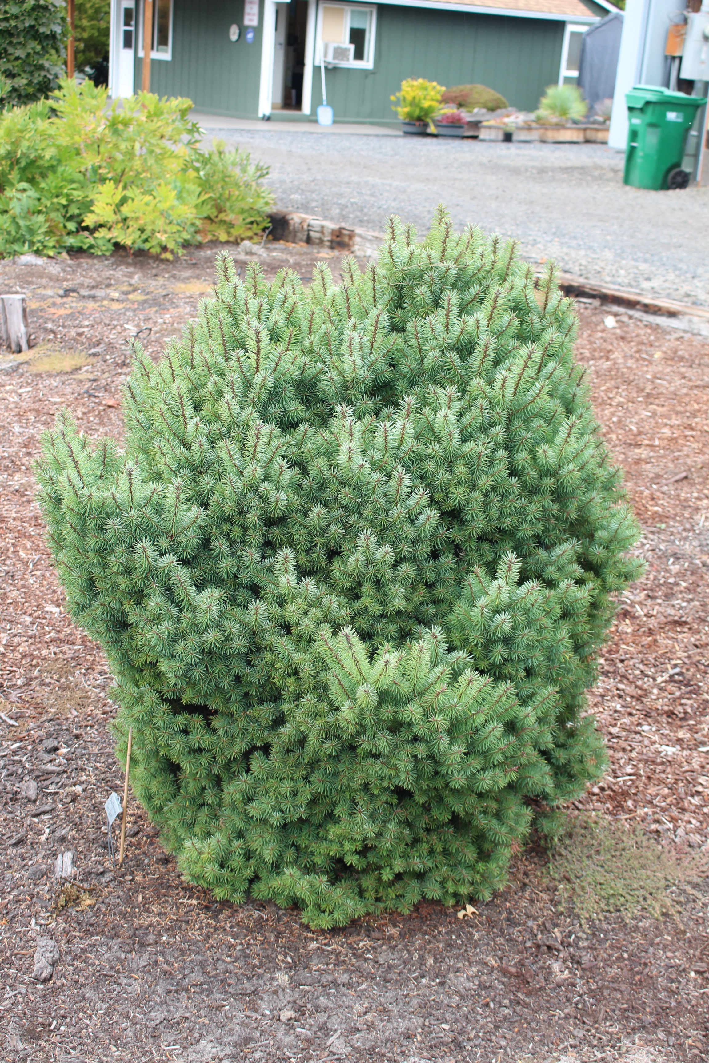 Pseudotsuga menziesii 