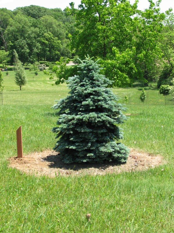 Abies lasiocarpa 