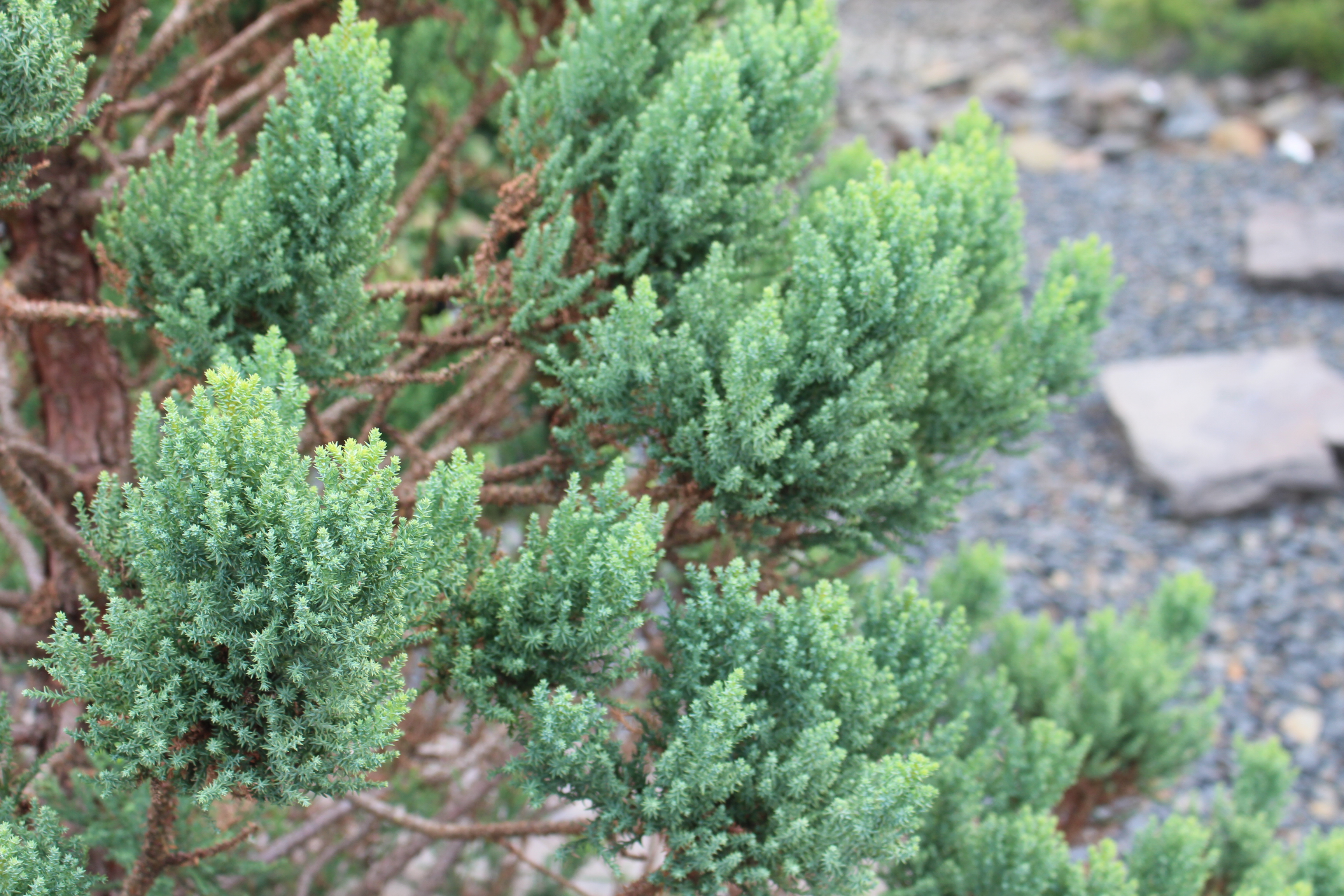 Sequoiadendron giganteum 