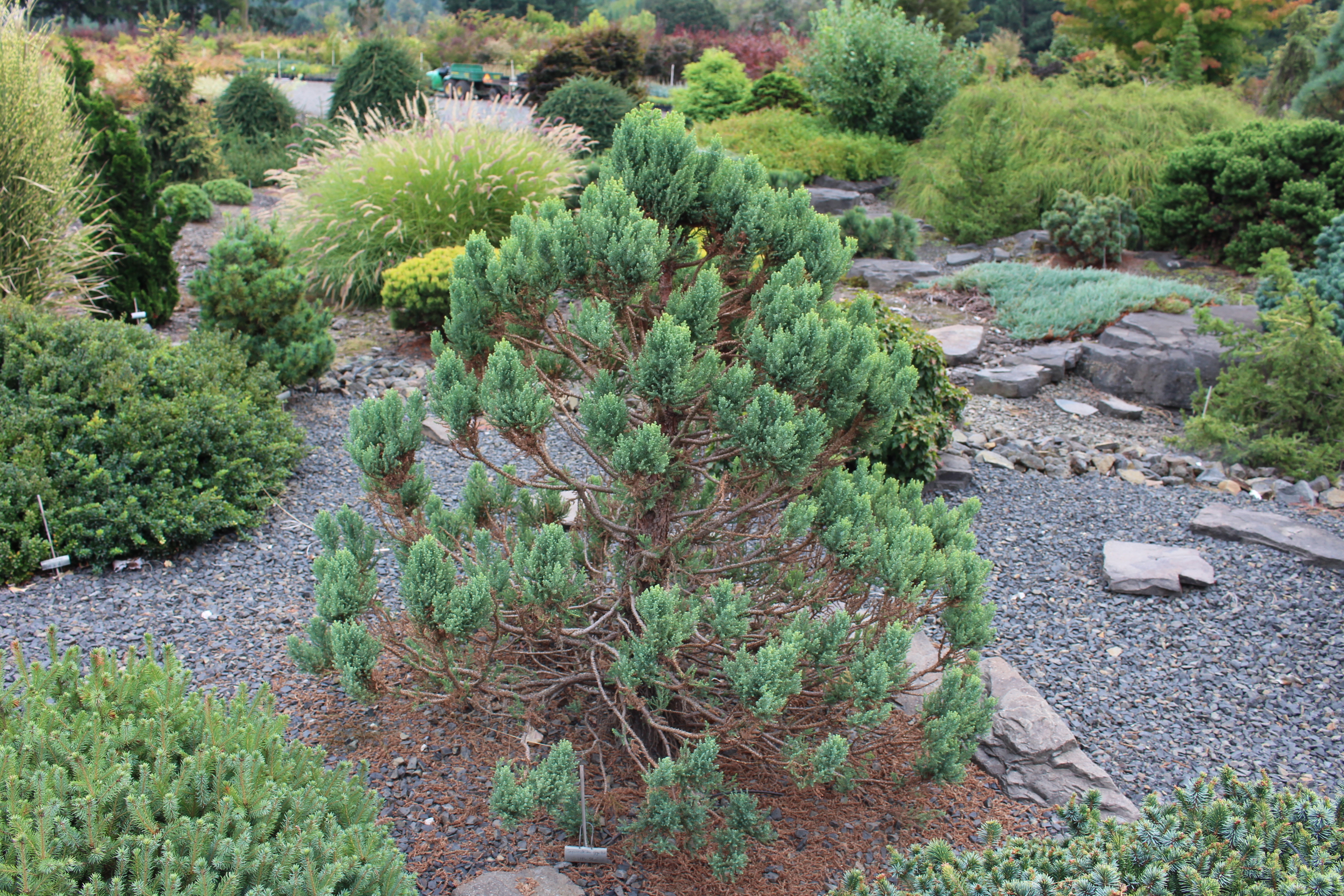 Sequoiadendron giganteum 