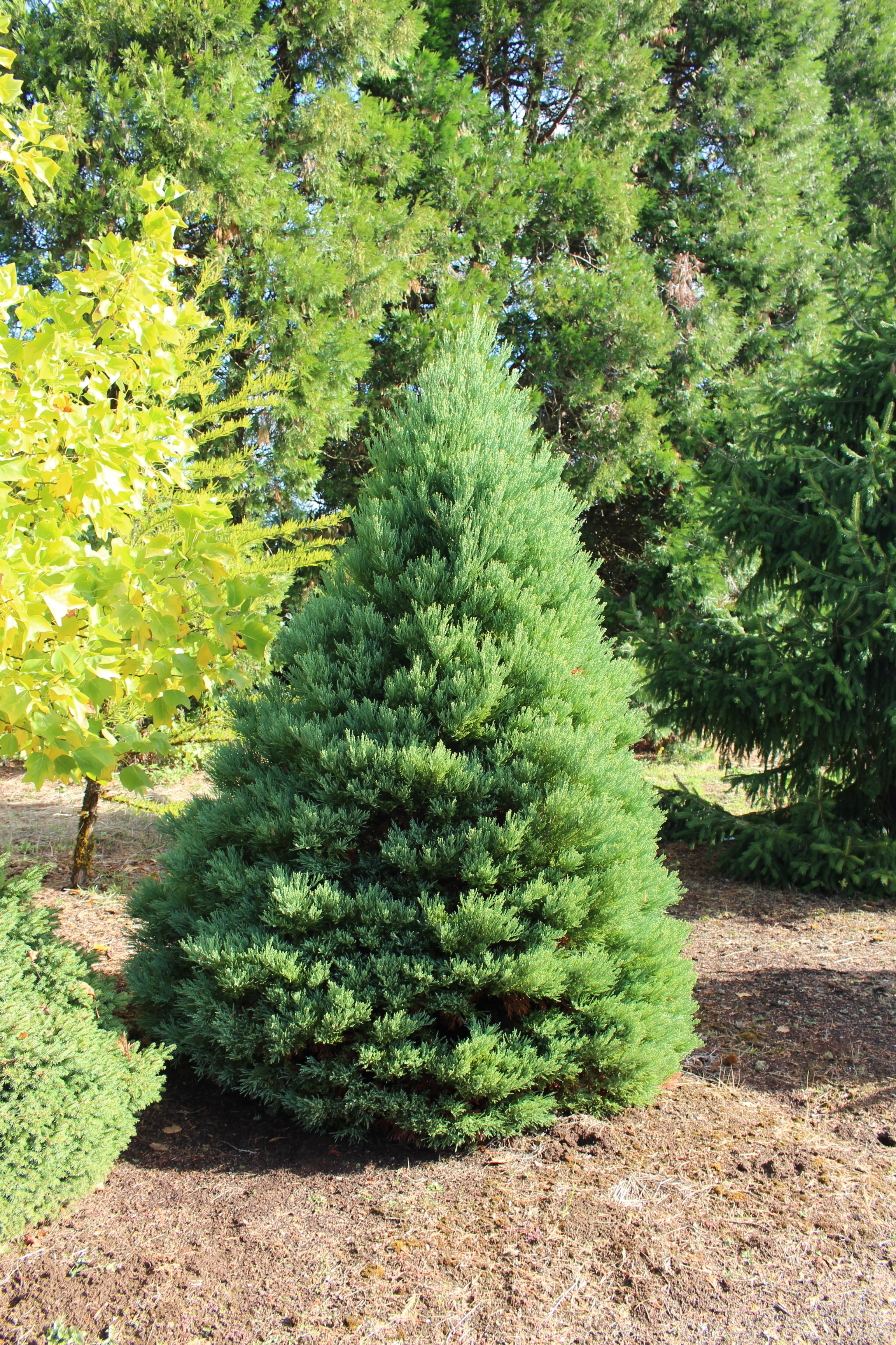 Sequoiadendron giganteum 