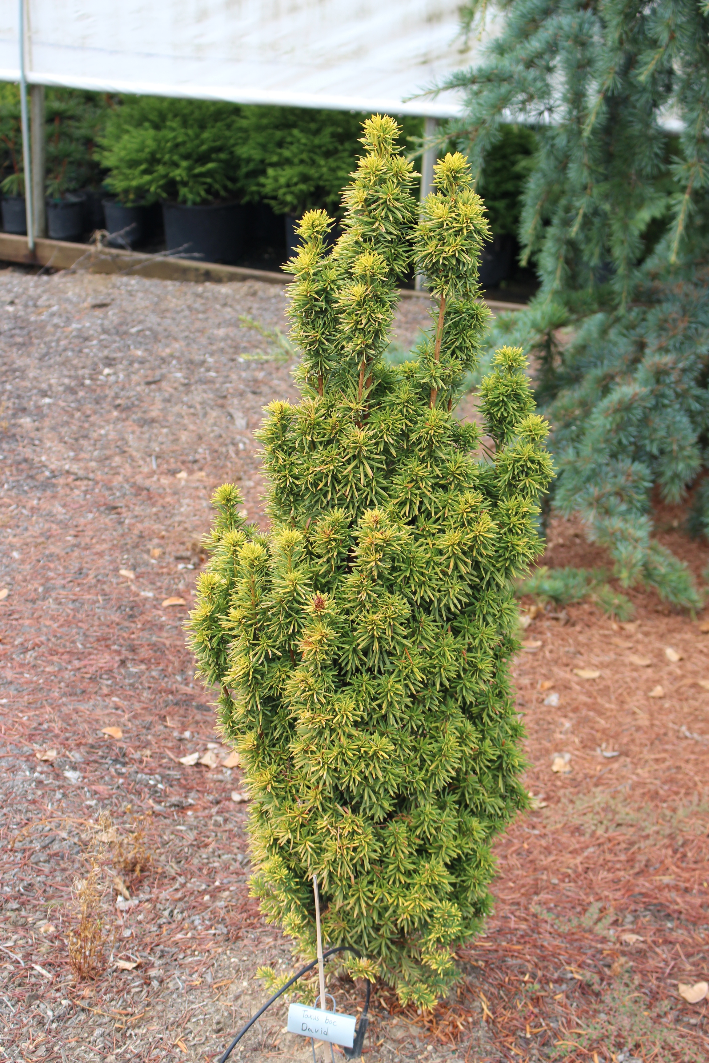 Taxus baccata 