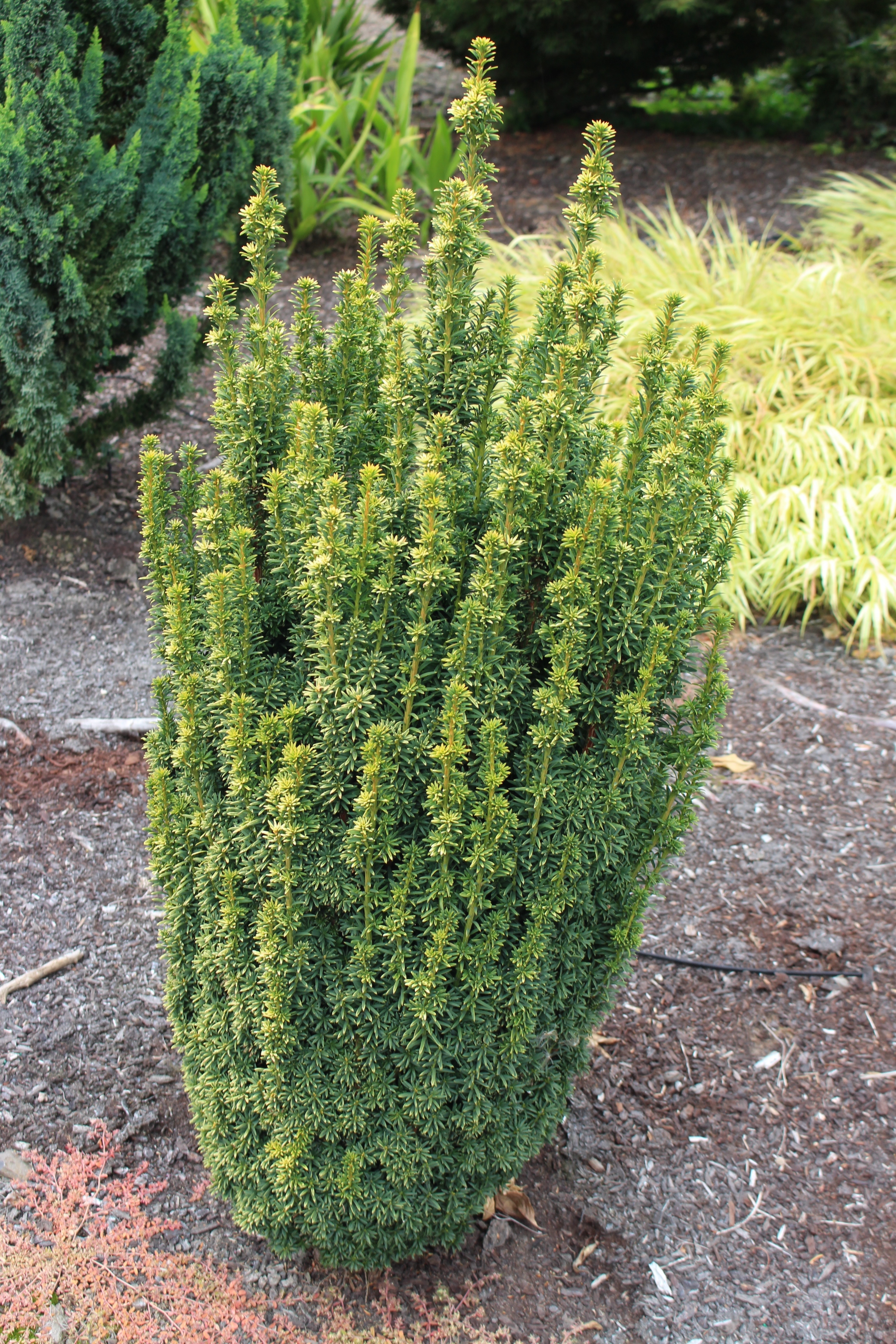 Taxus baccata 