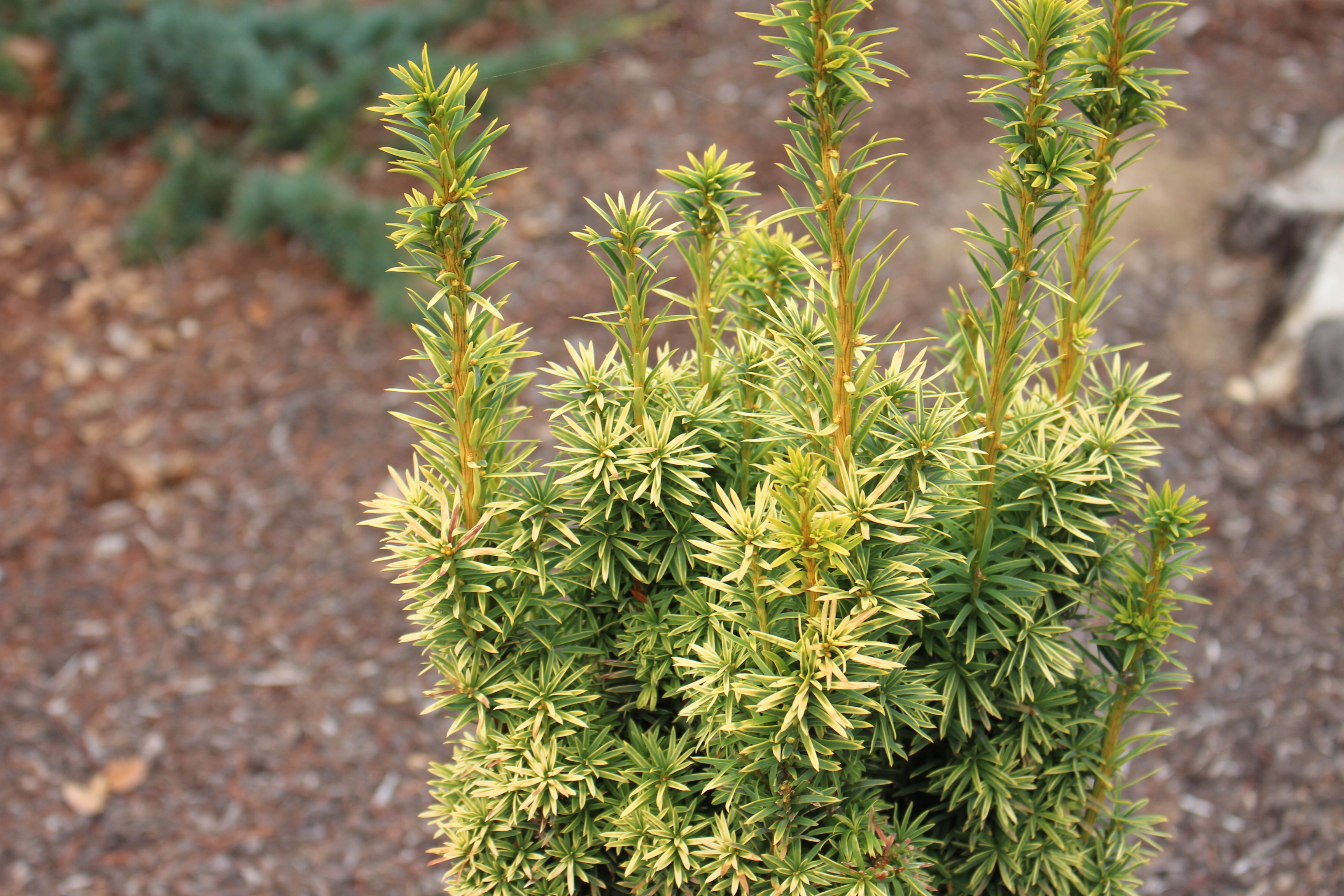 Taxus baccata 
