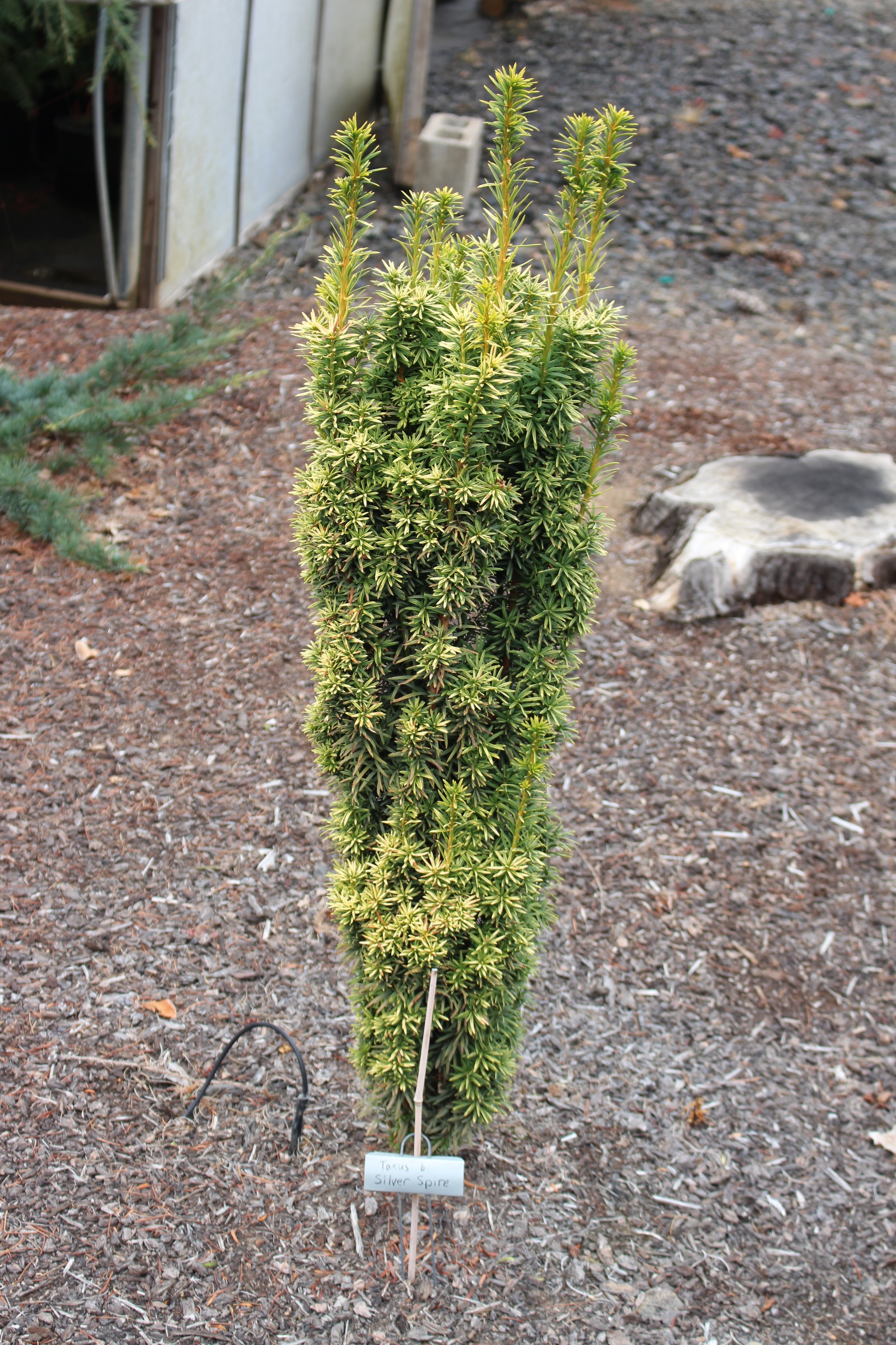 Taxus baccata 