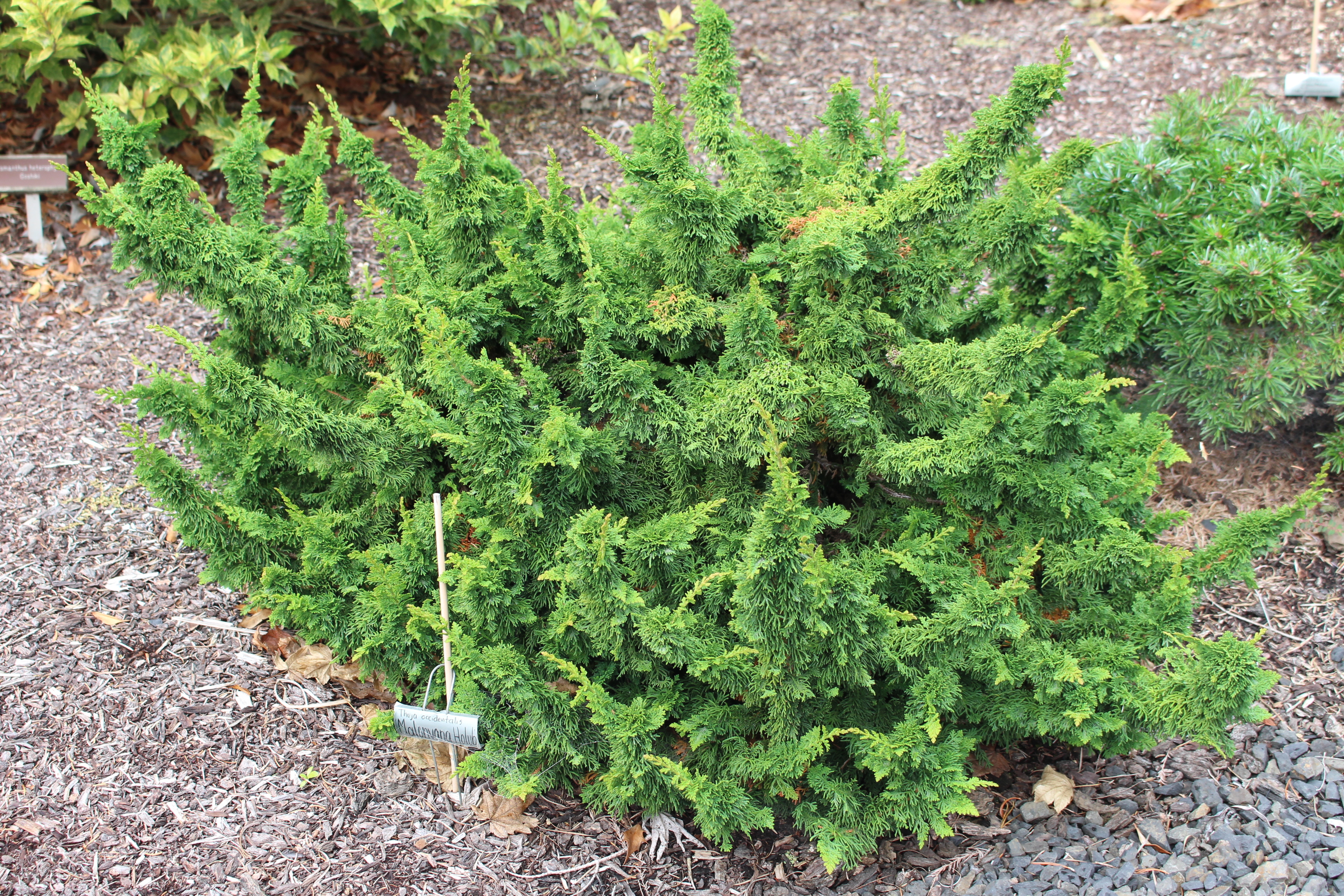 Thuja occidentalis 