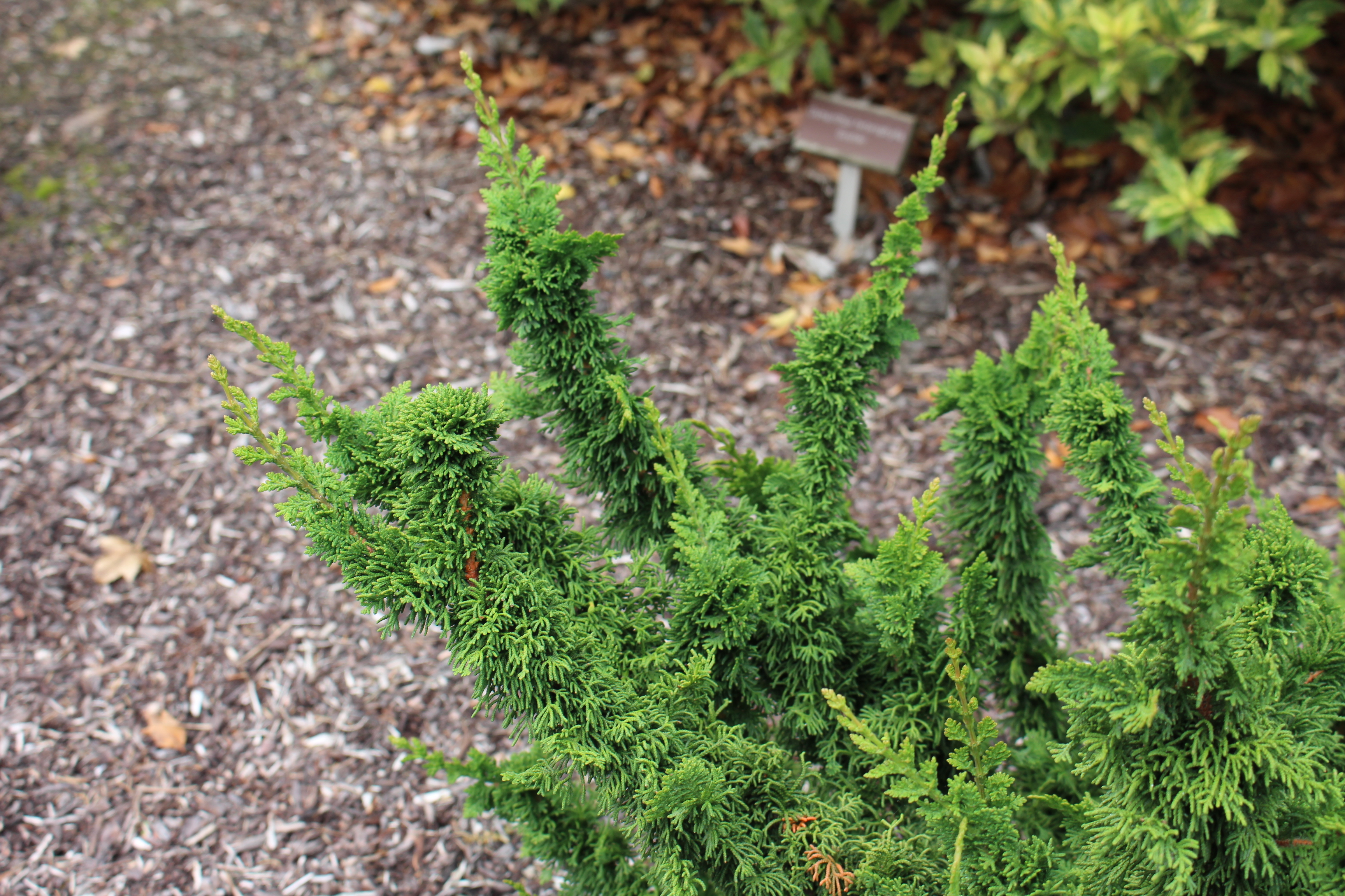 Thuja occidentalis 
