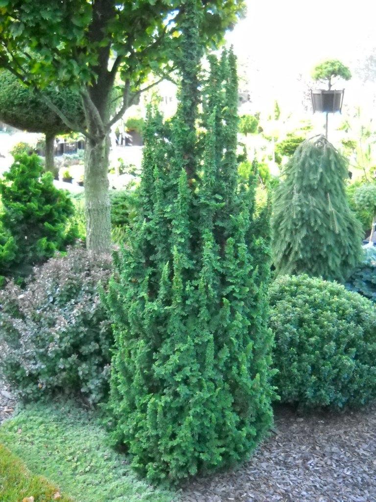 Thuja occidentalis 