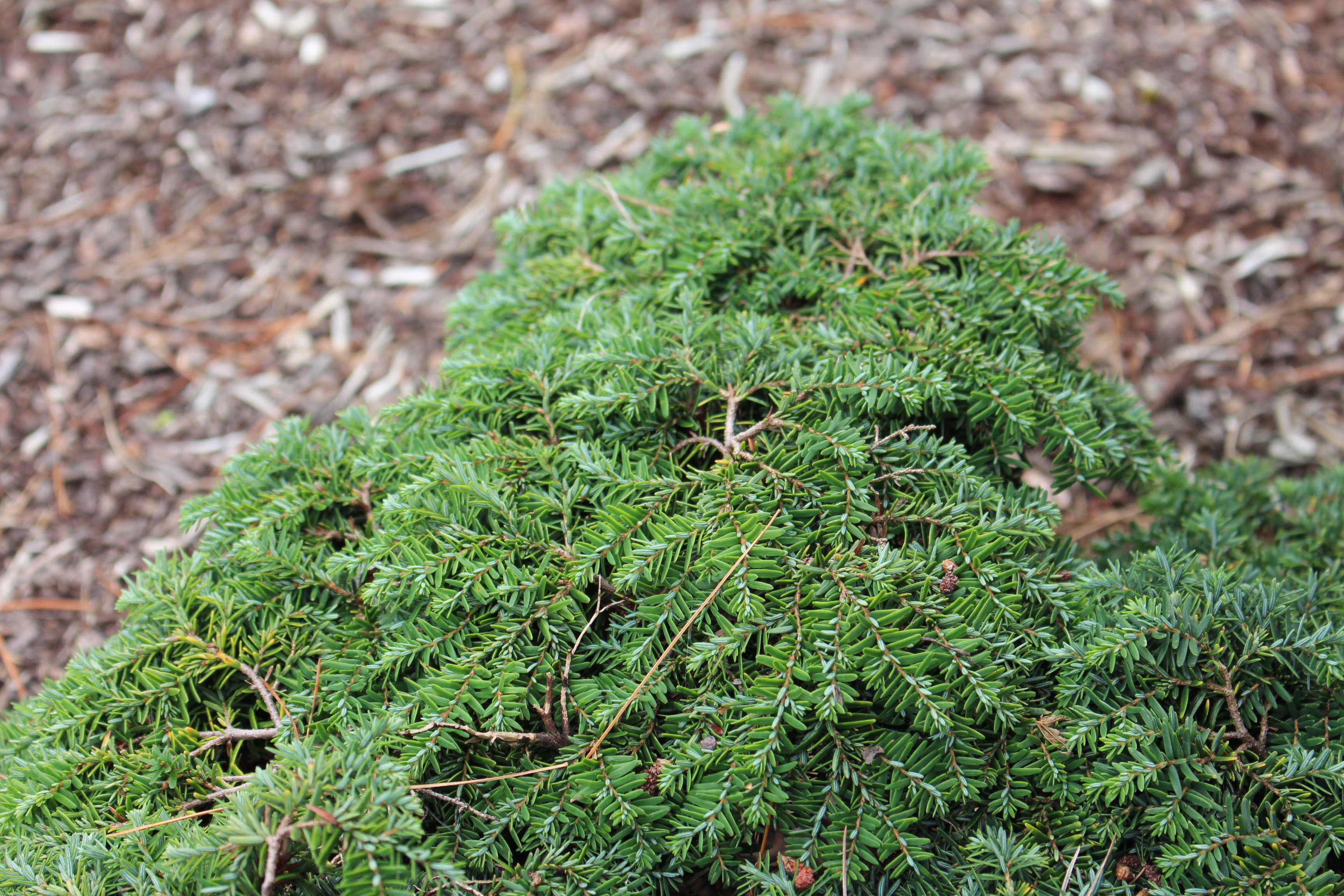 Tsuga canadensis 
