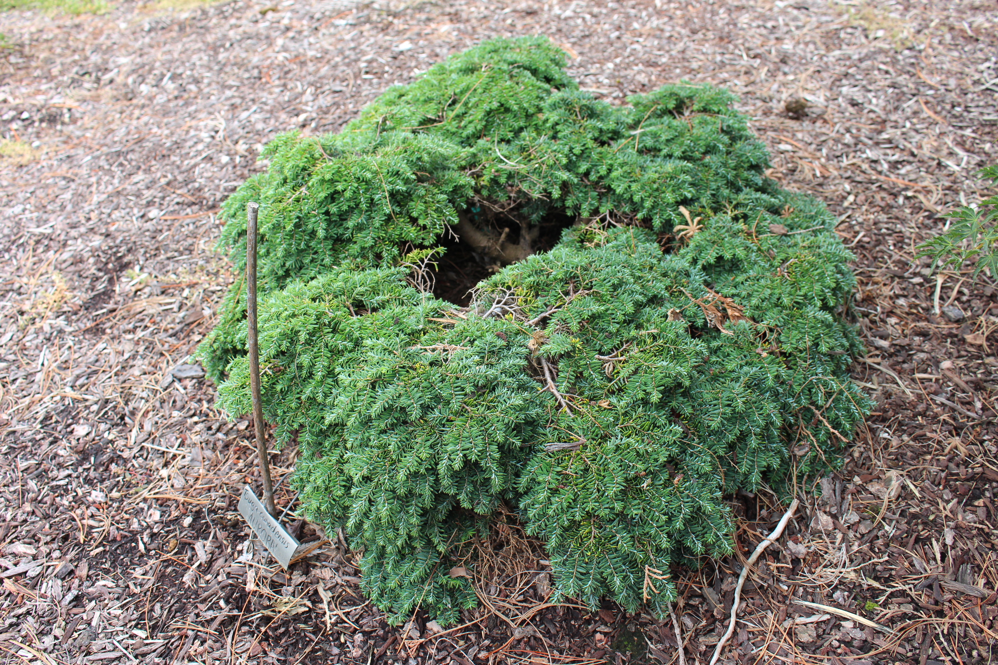 Tsuga canadensis 