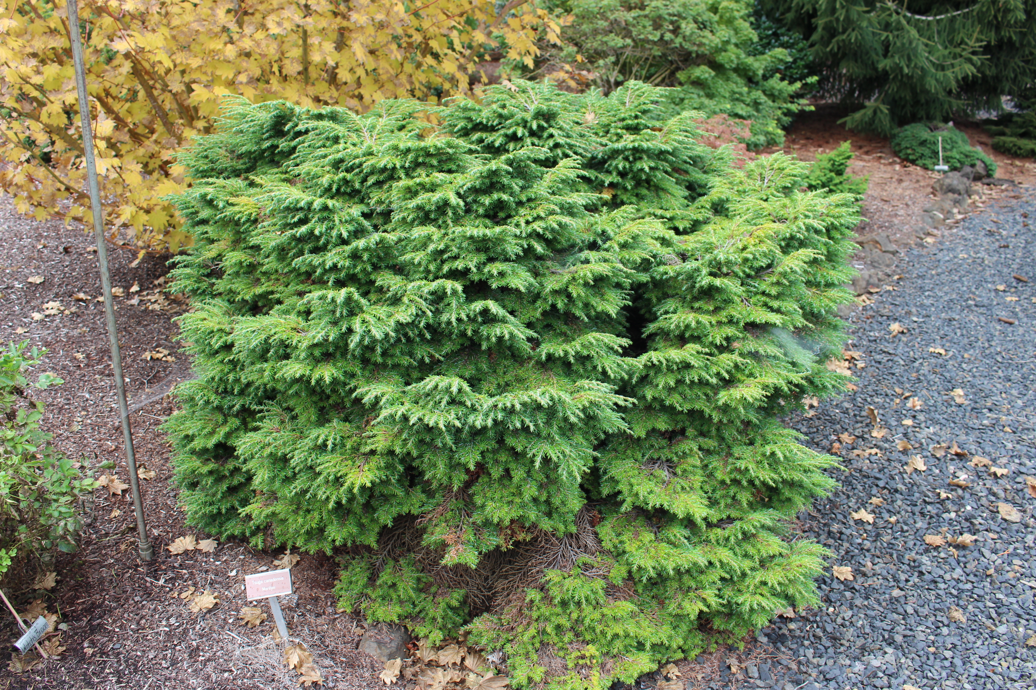 Tsuga canadensis 