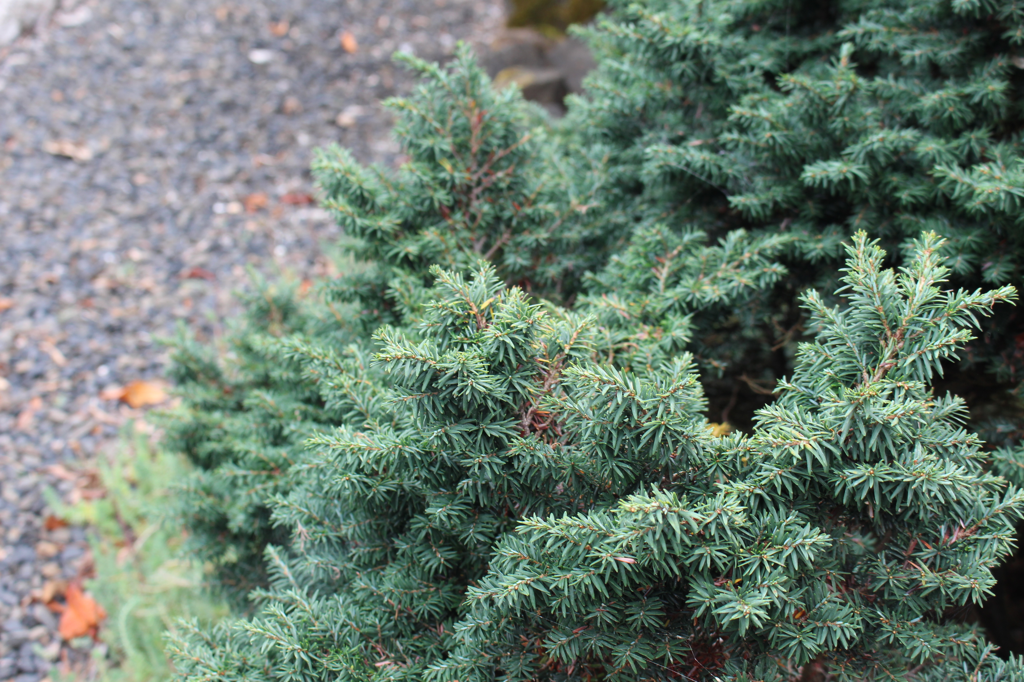 Tsuga canadensis 