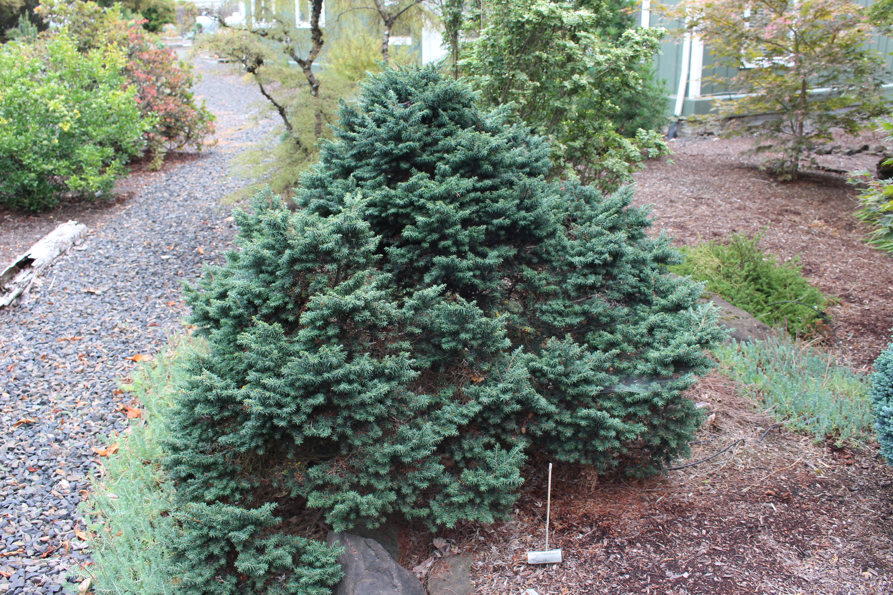 Tsuga canadensis 