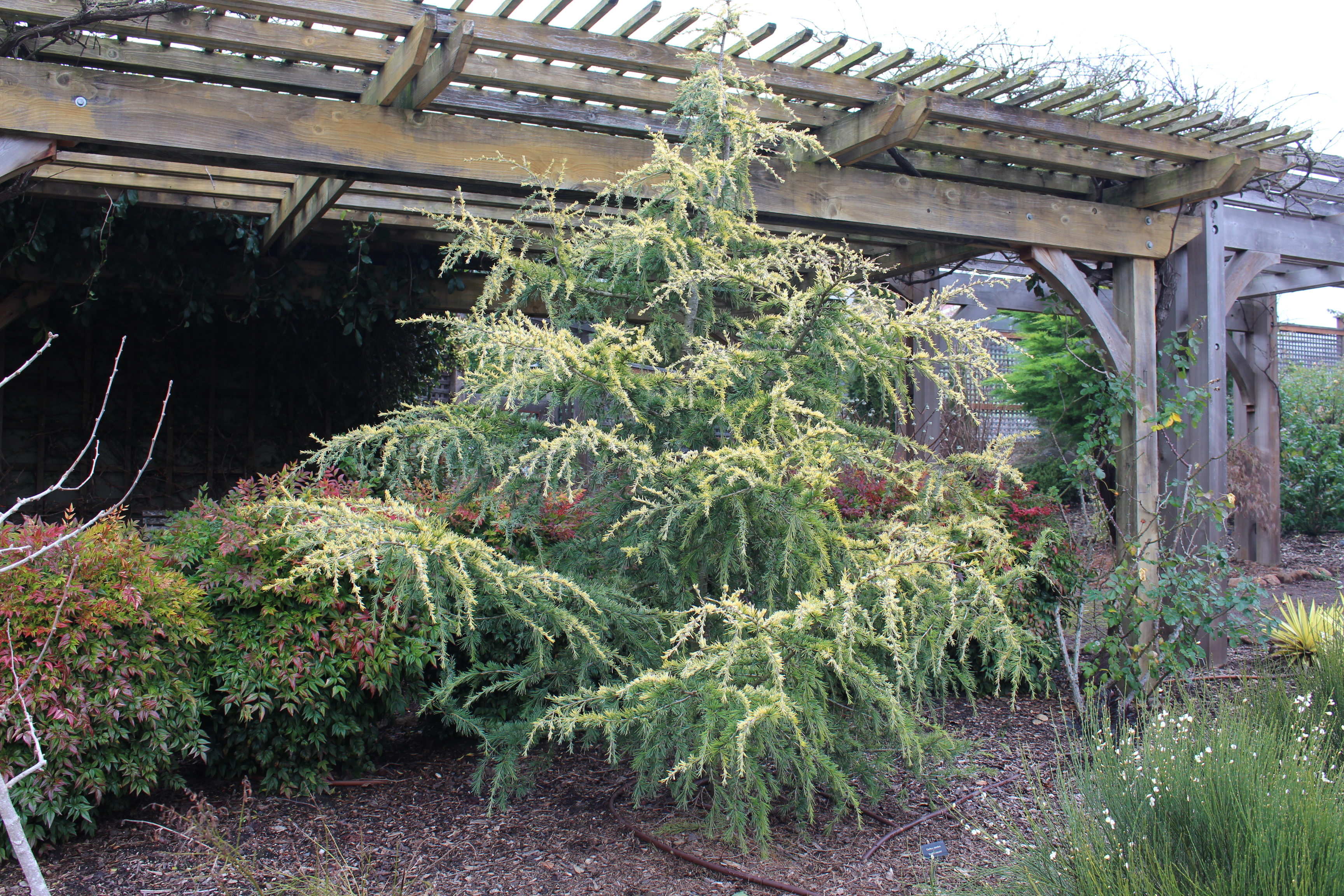 Cedrus deodara 
