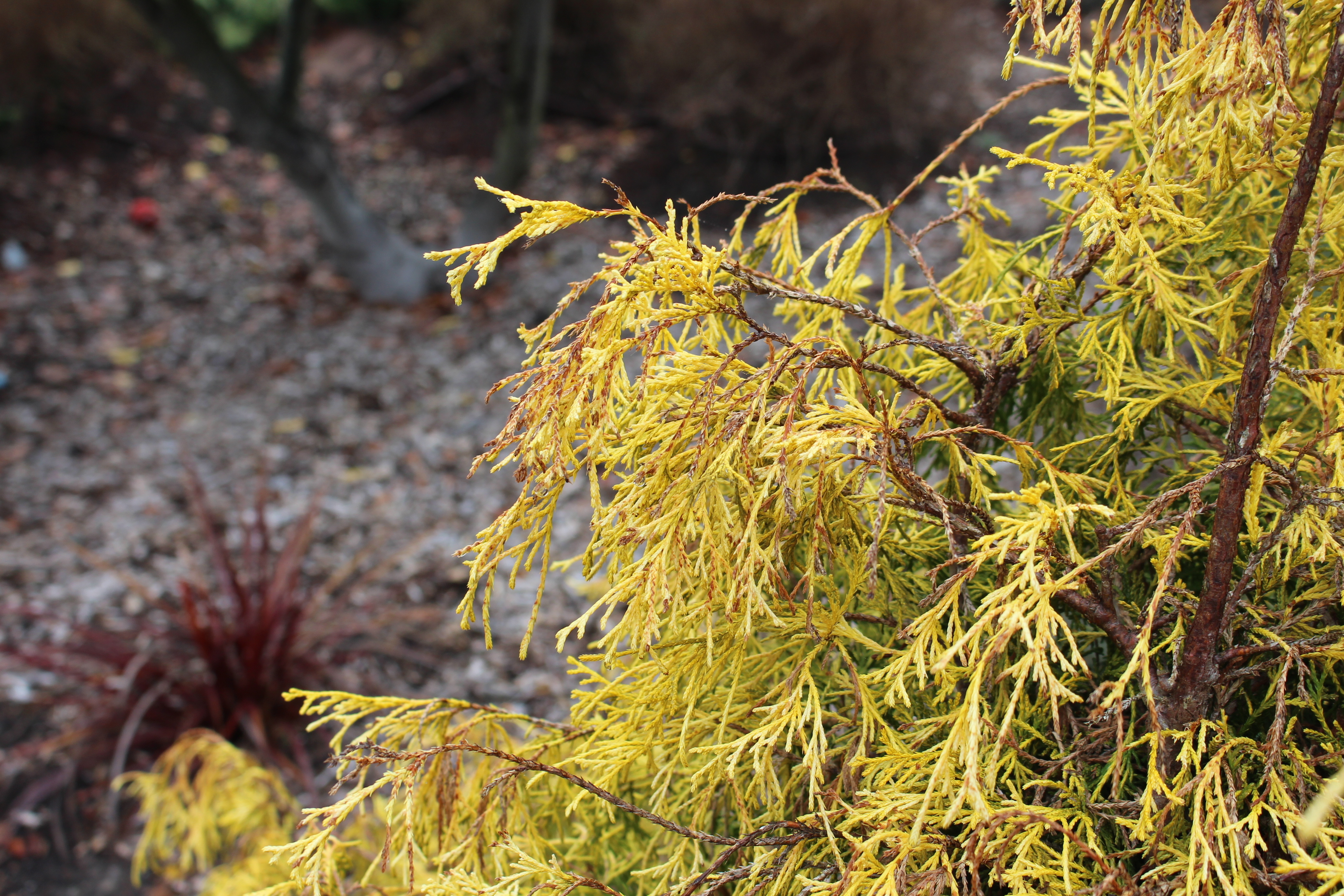 Chamaecyparis pisifera 