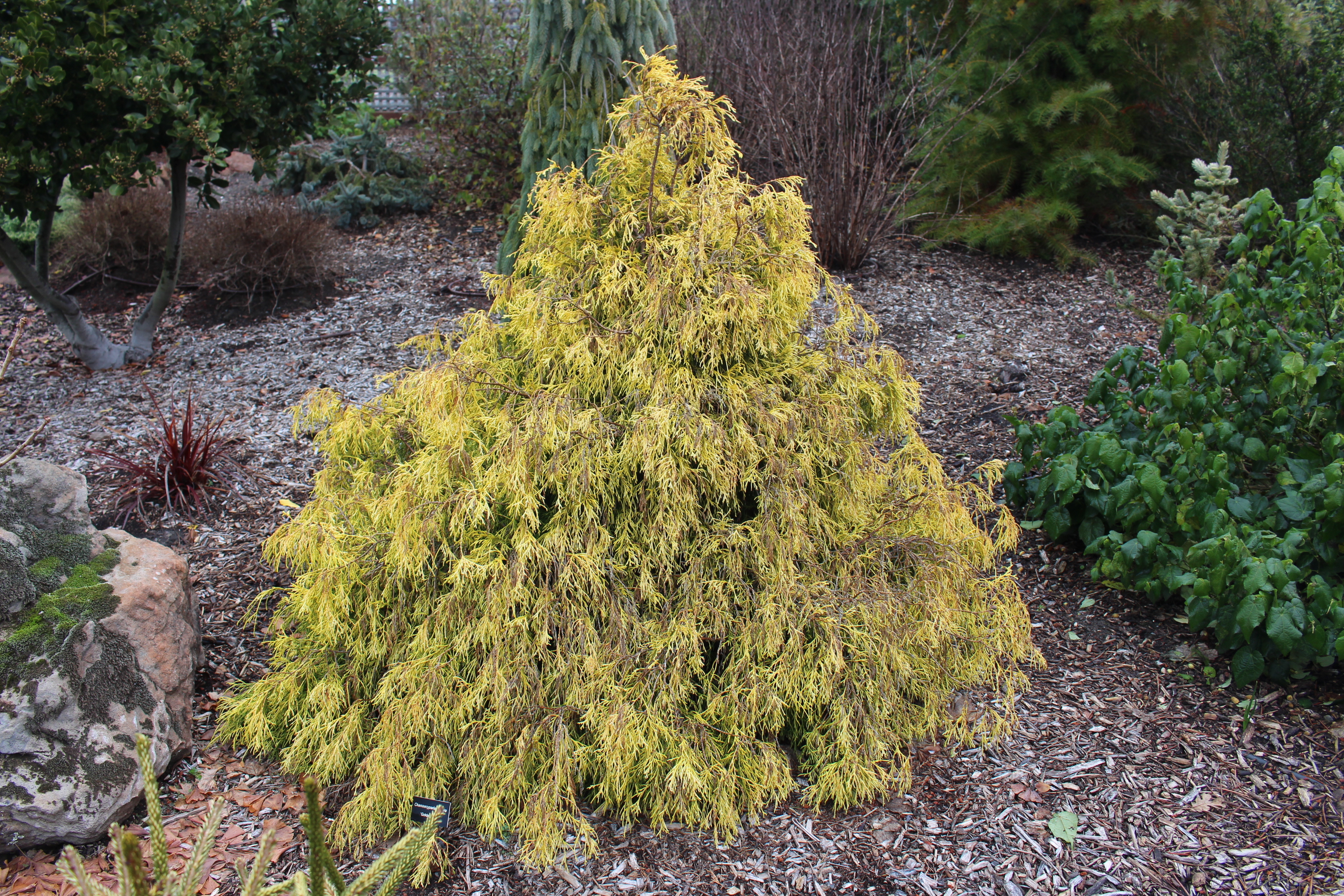 Chamaecyparis pisifera 