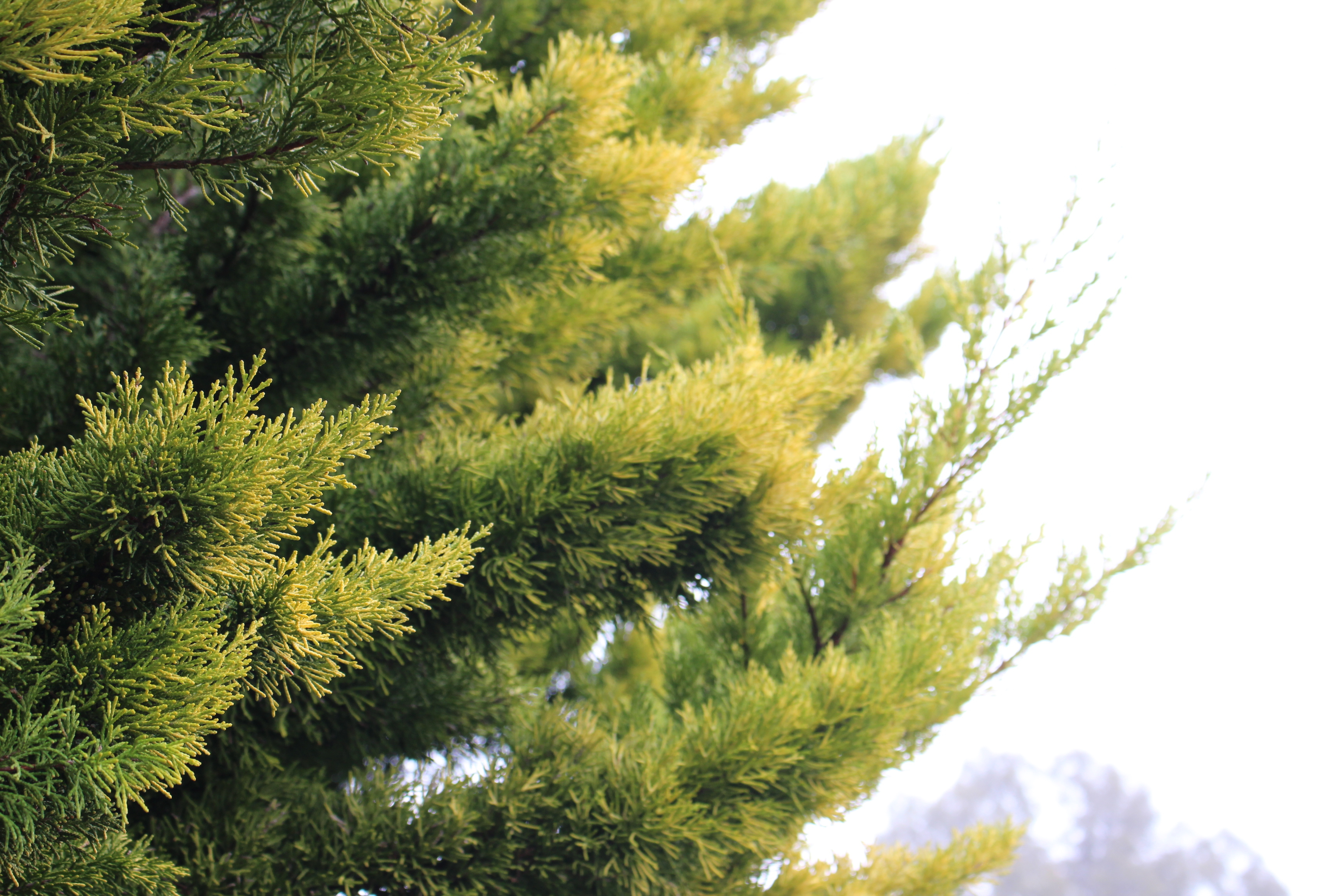 Cupressus macrocarpa 
