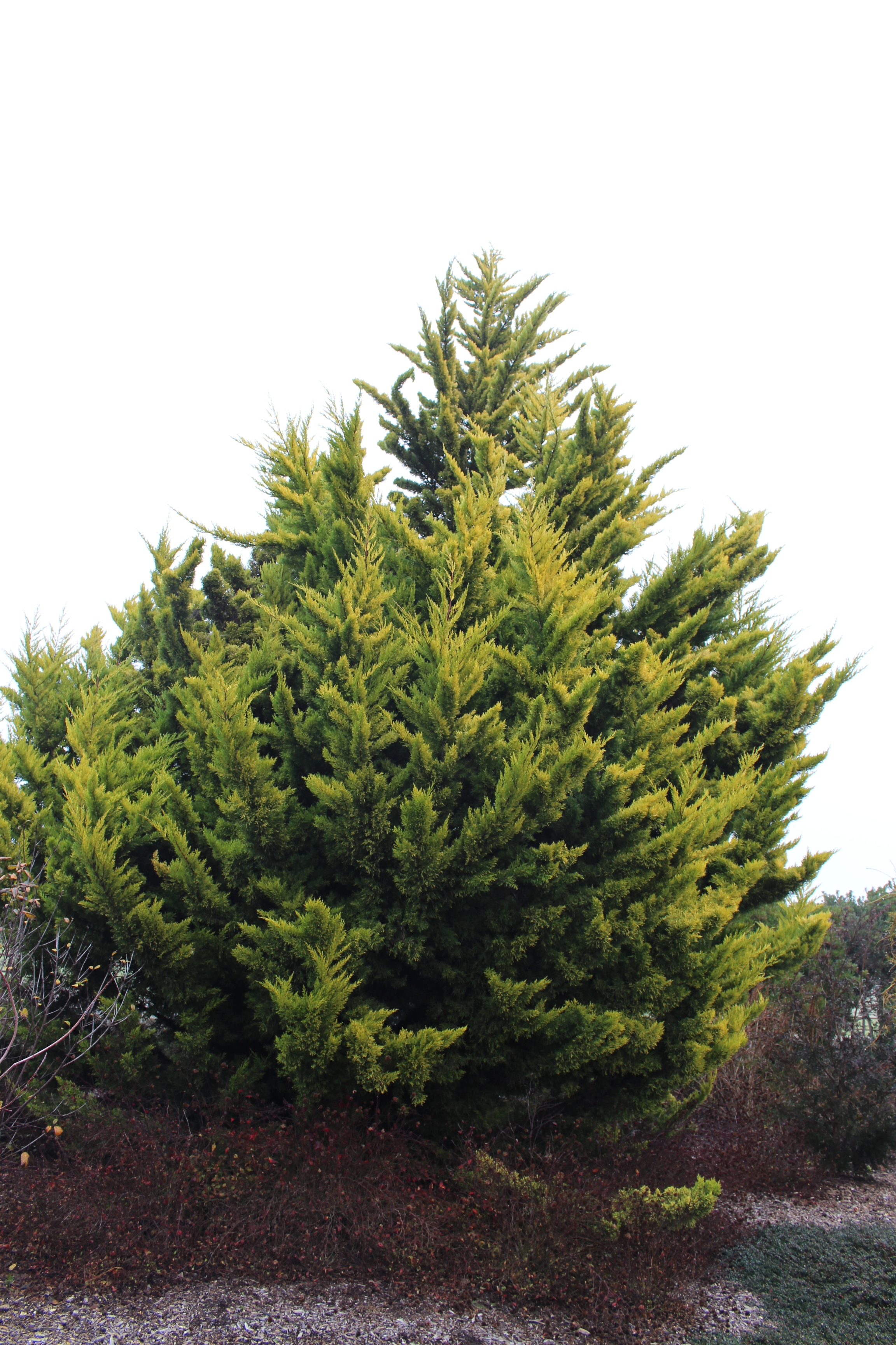 Cupressus macrocarpa 