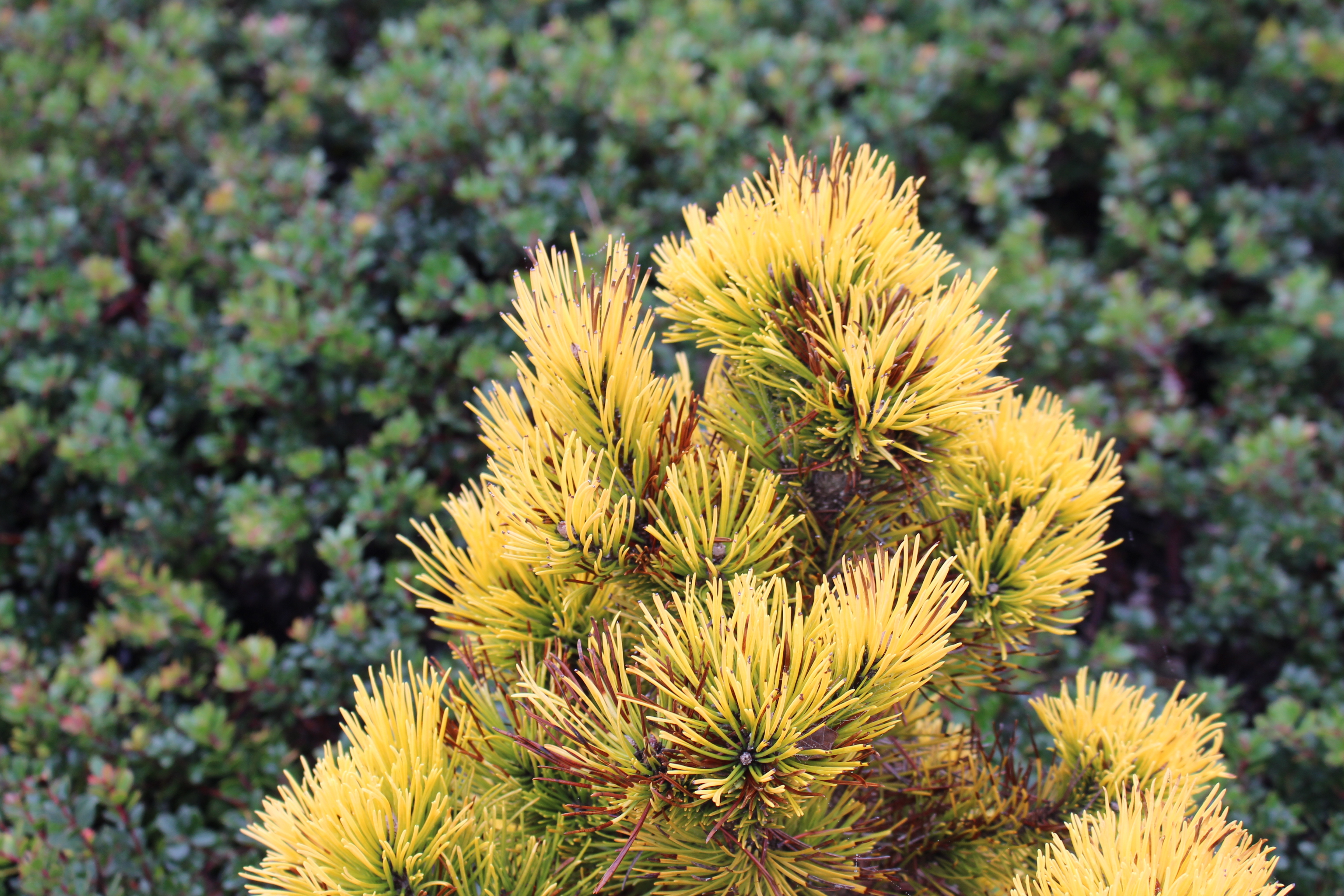 Pinus mugo 