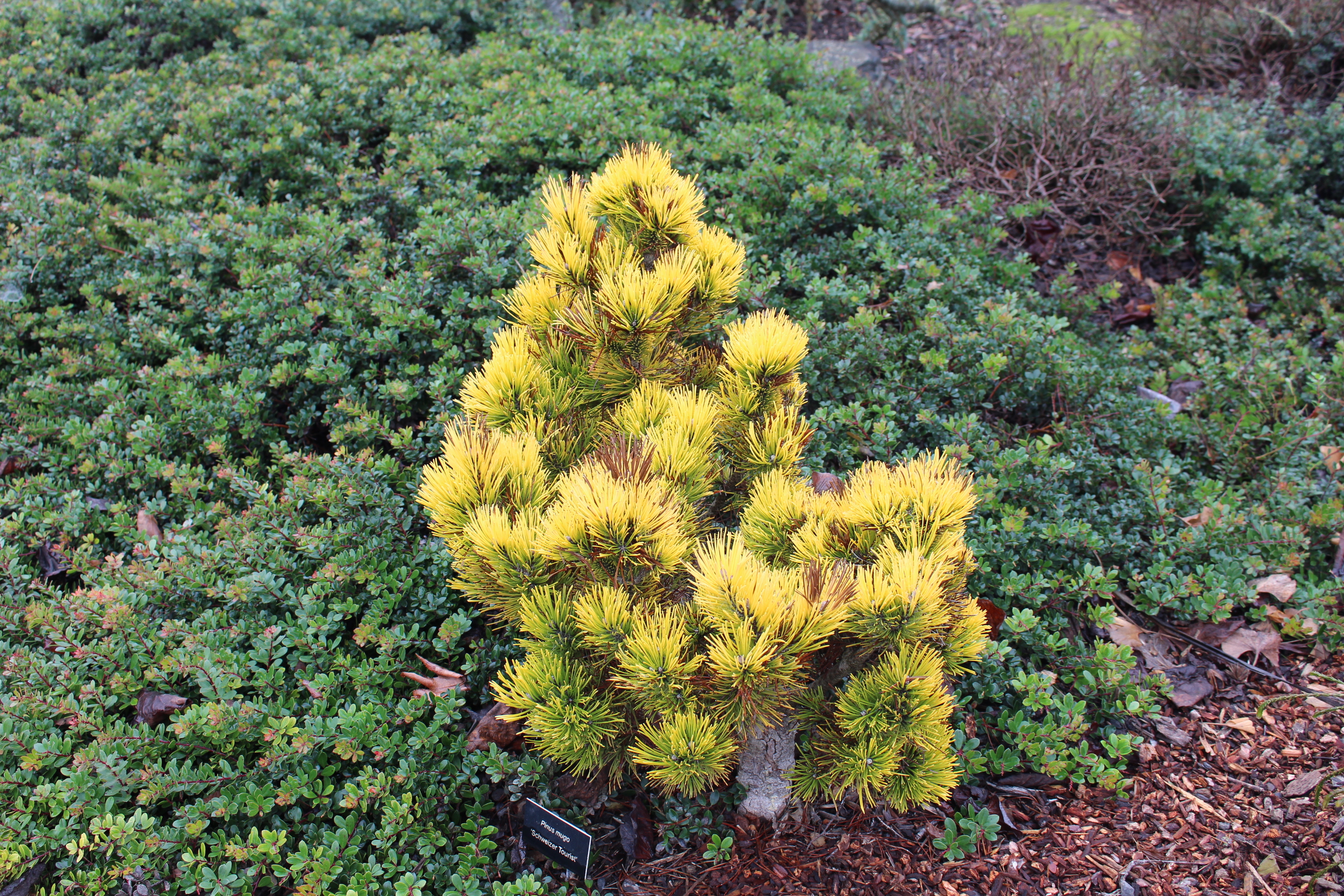 Pinus mugo 