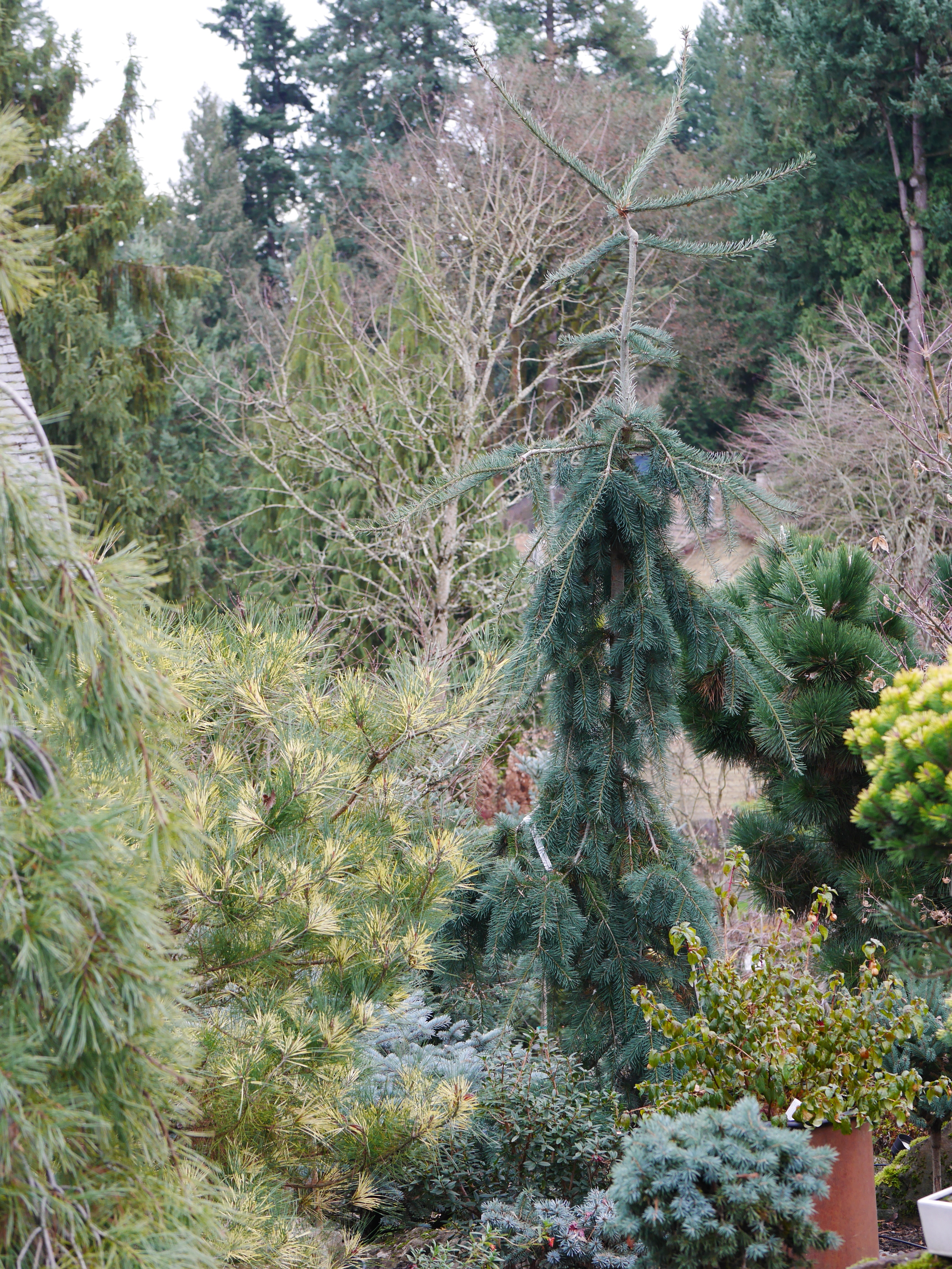 Pseudotsuga menziesii 