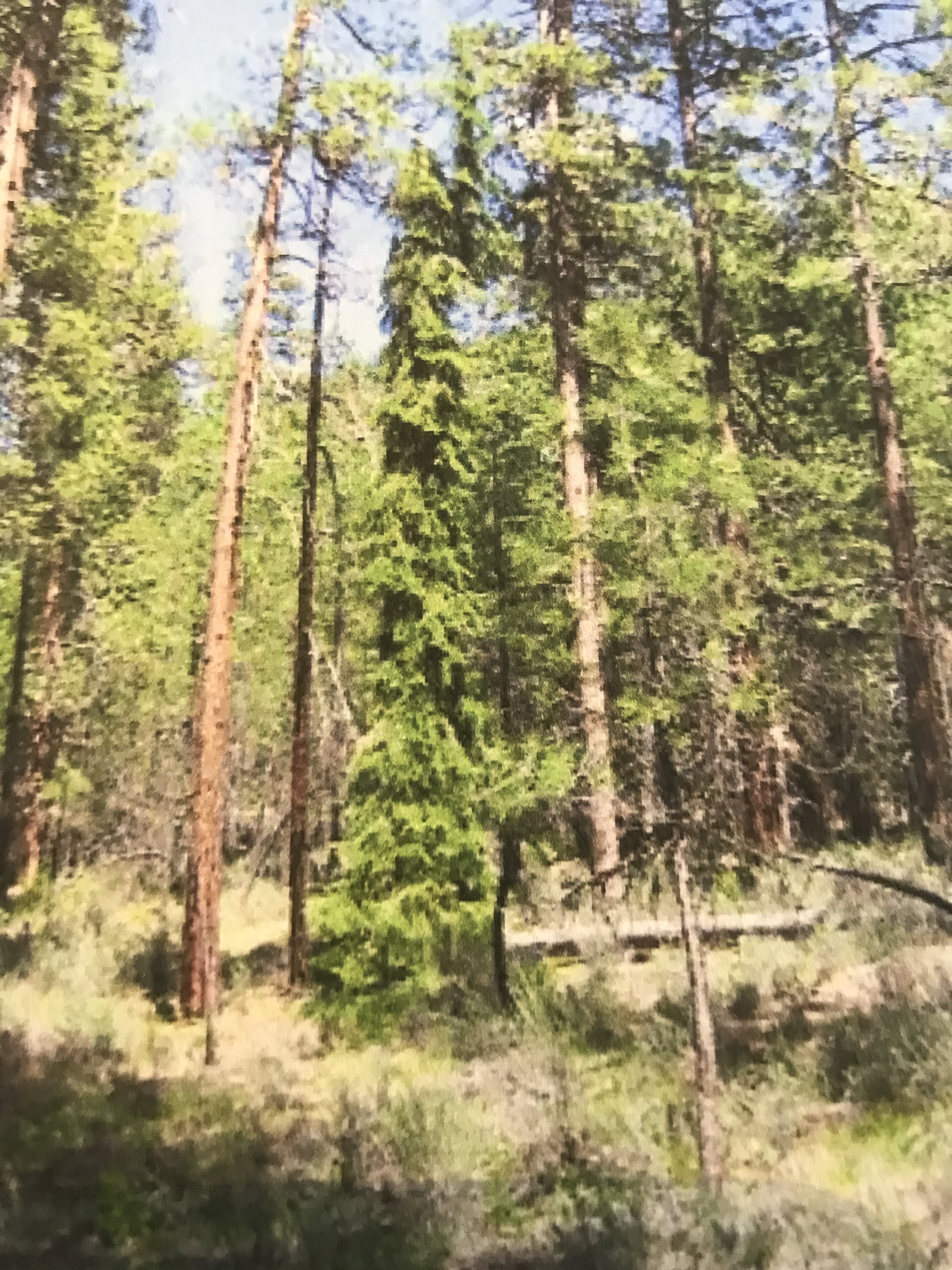 Pseudotsuga menziesii 