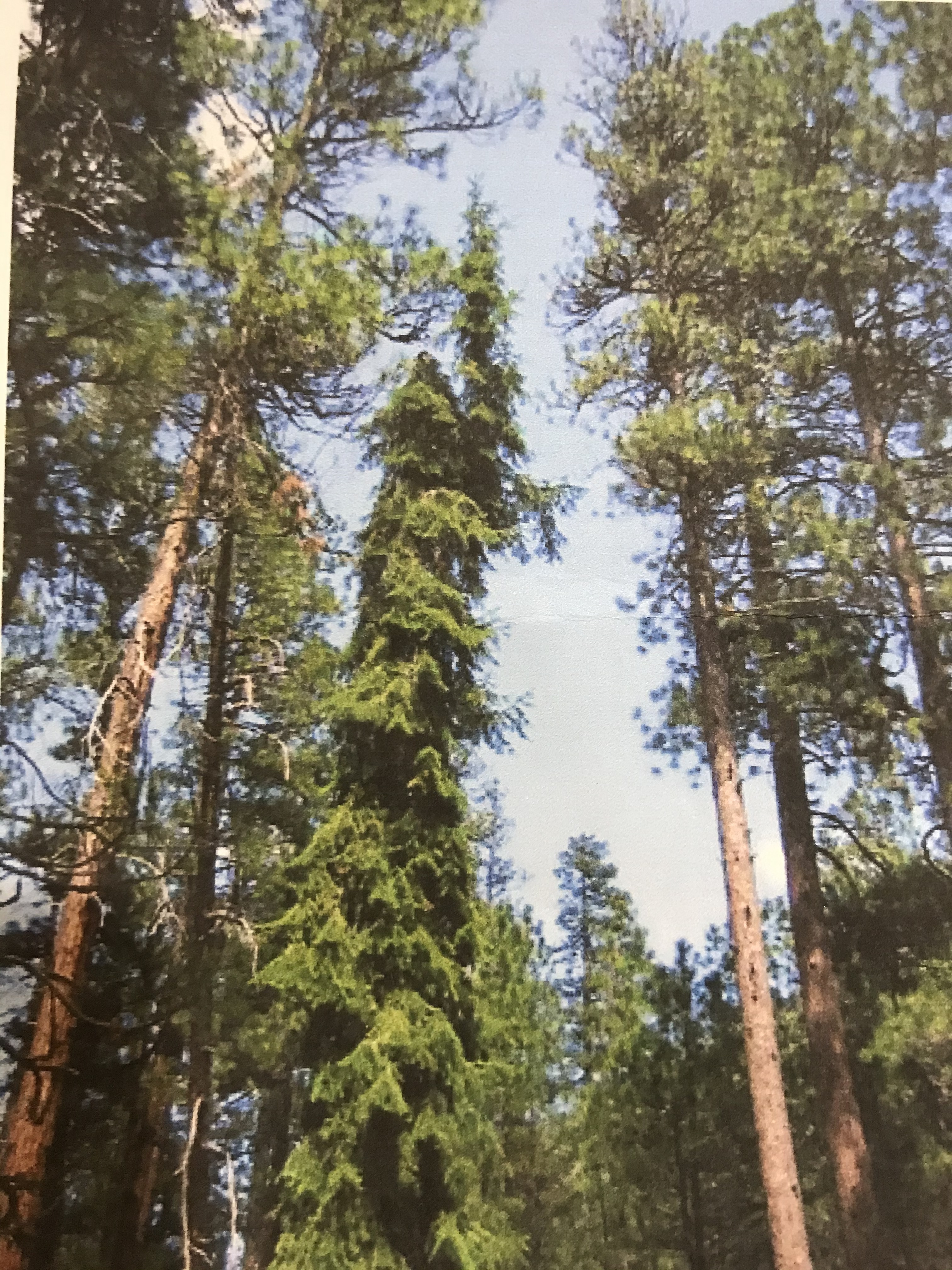 Pseudotsuga menziesii 