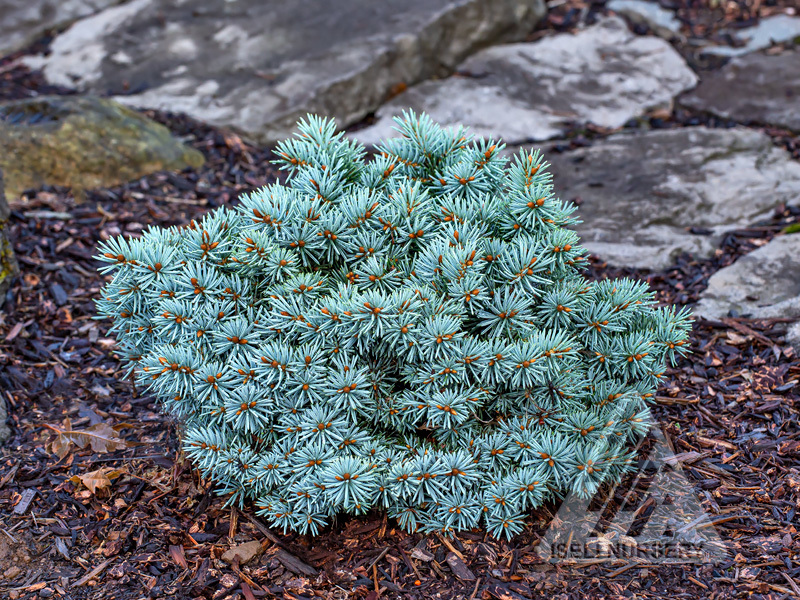 Picea pungens 