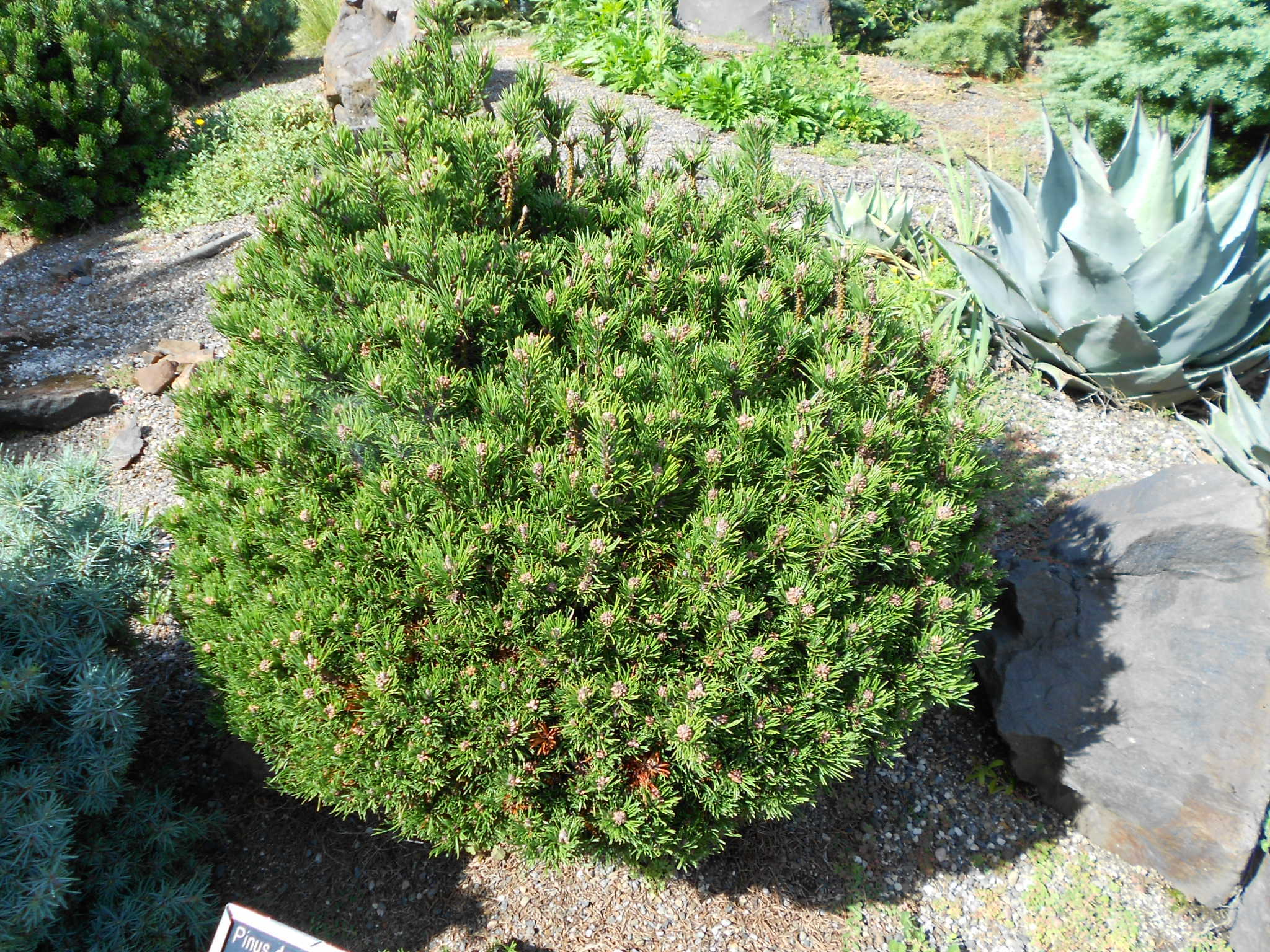 Pinus × densithunbergii 