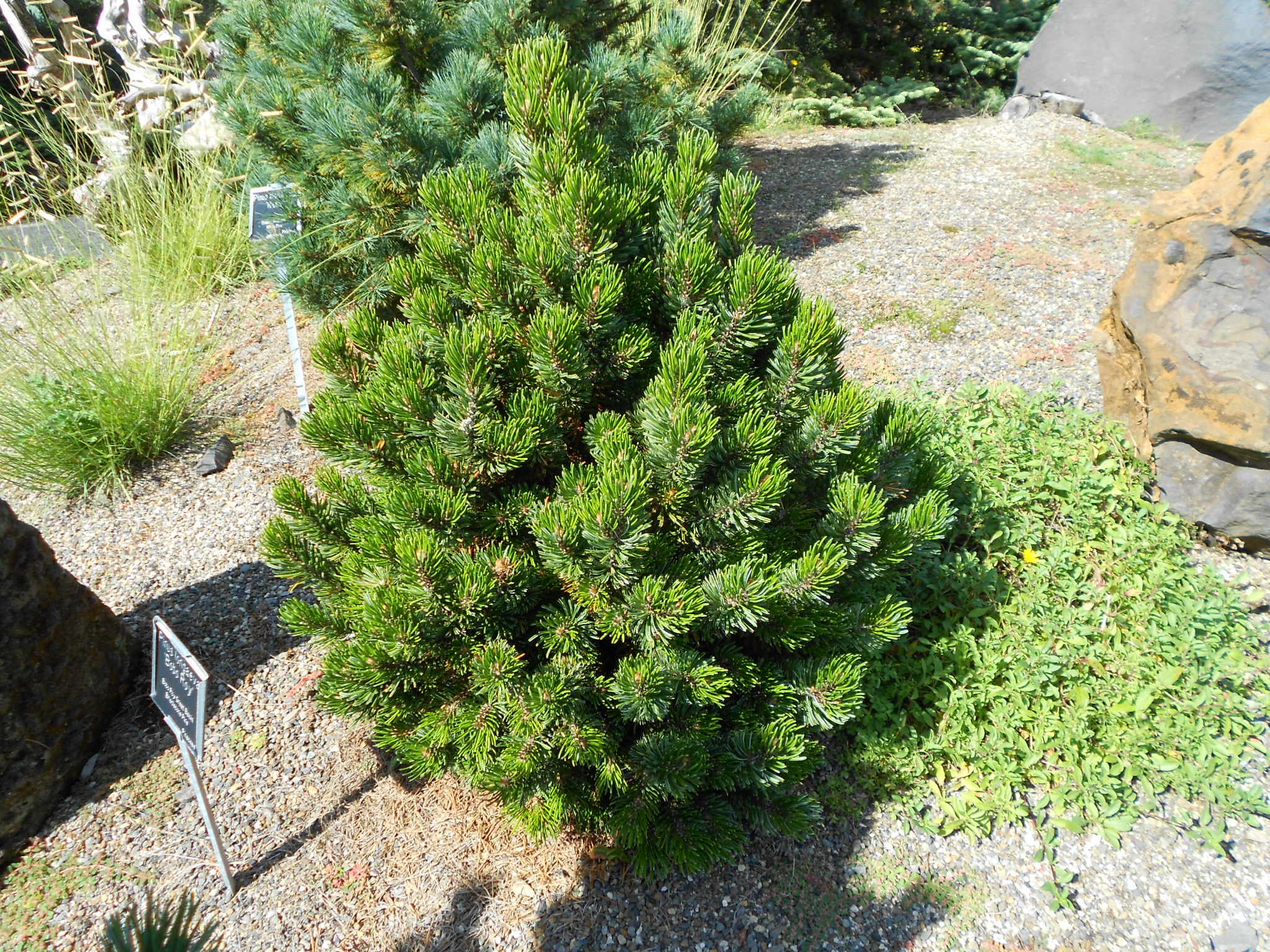 Pinus longaeva 