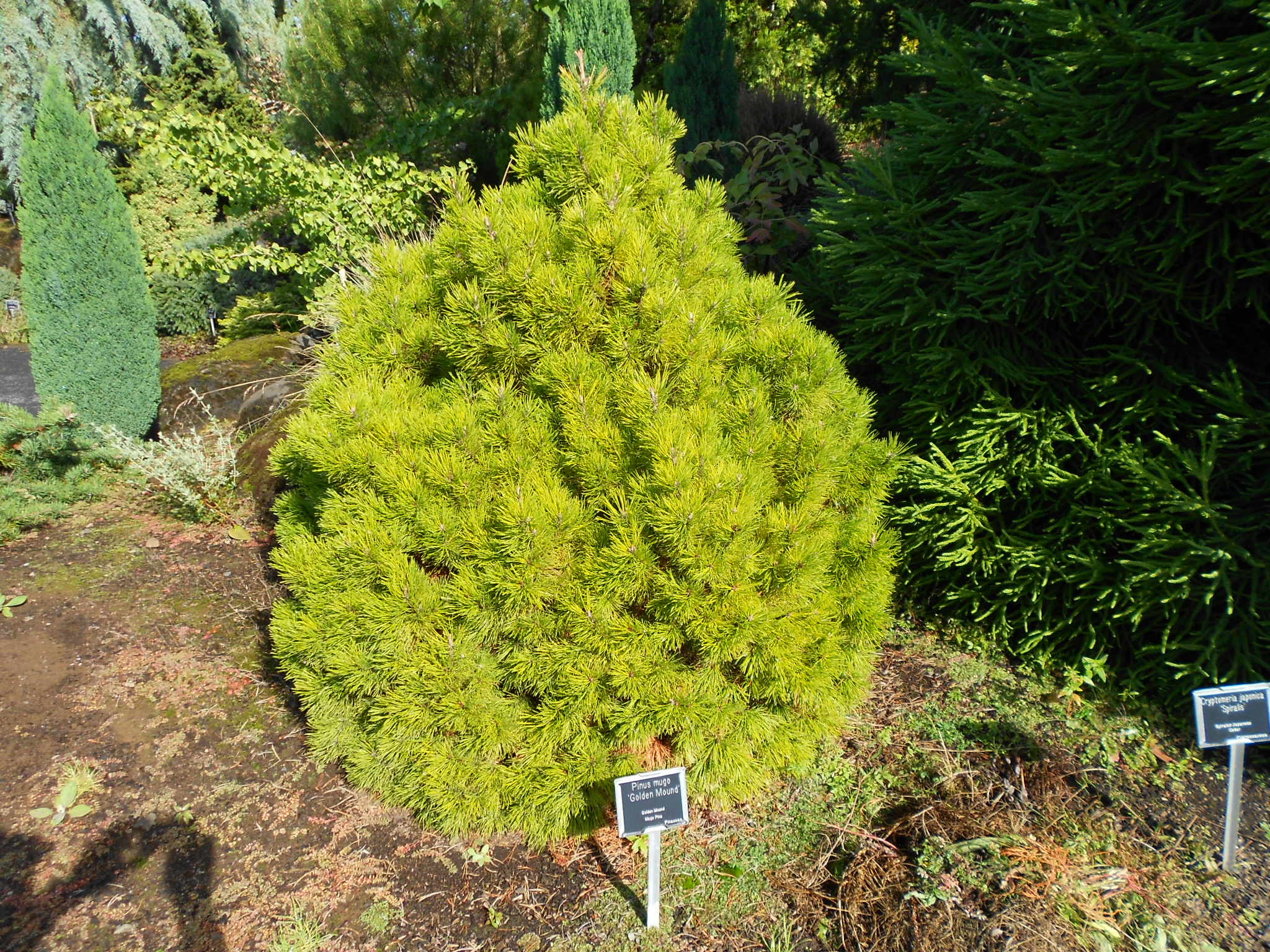 Pinus mugo 