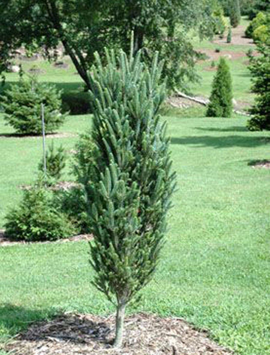 Abies fraseri 
