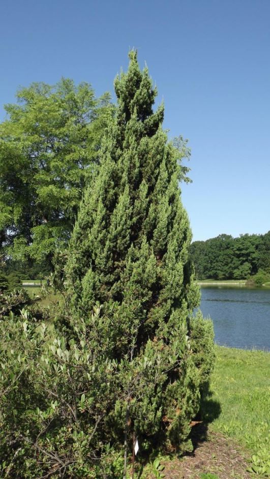 Juniperus chinensis 