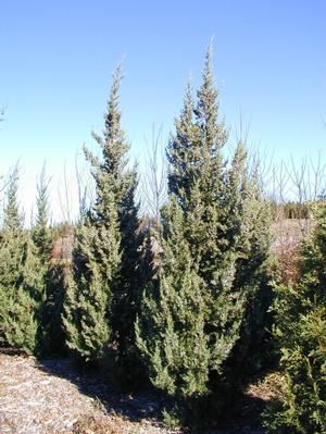 Juniperus chinensis 