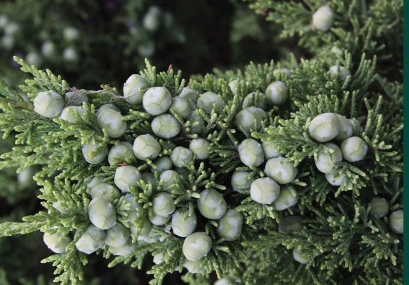 Juniperus chinensis 