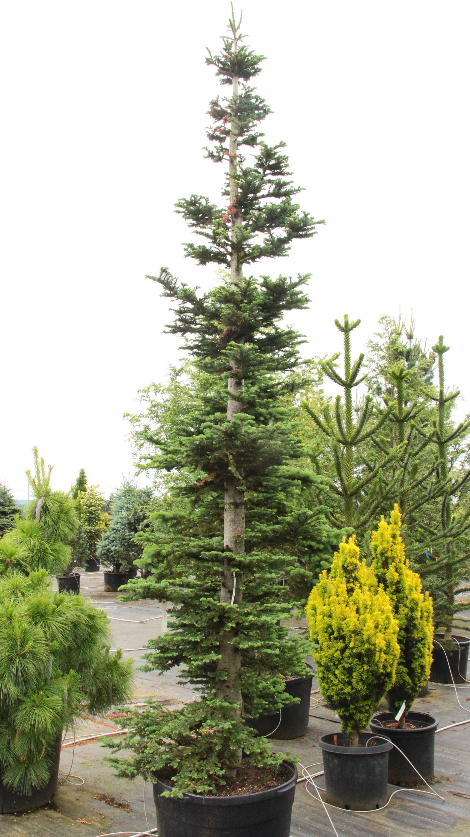 Abies procera 
