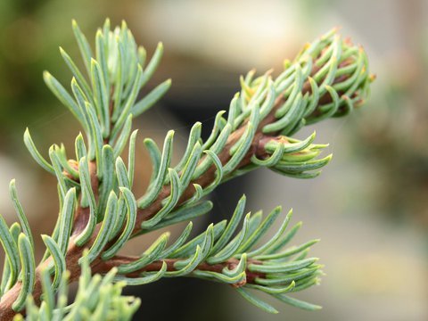 Abies procera 