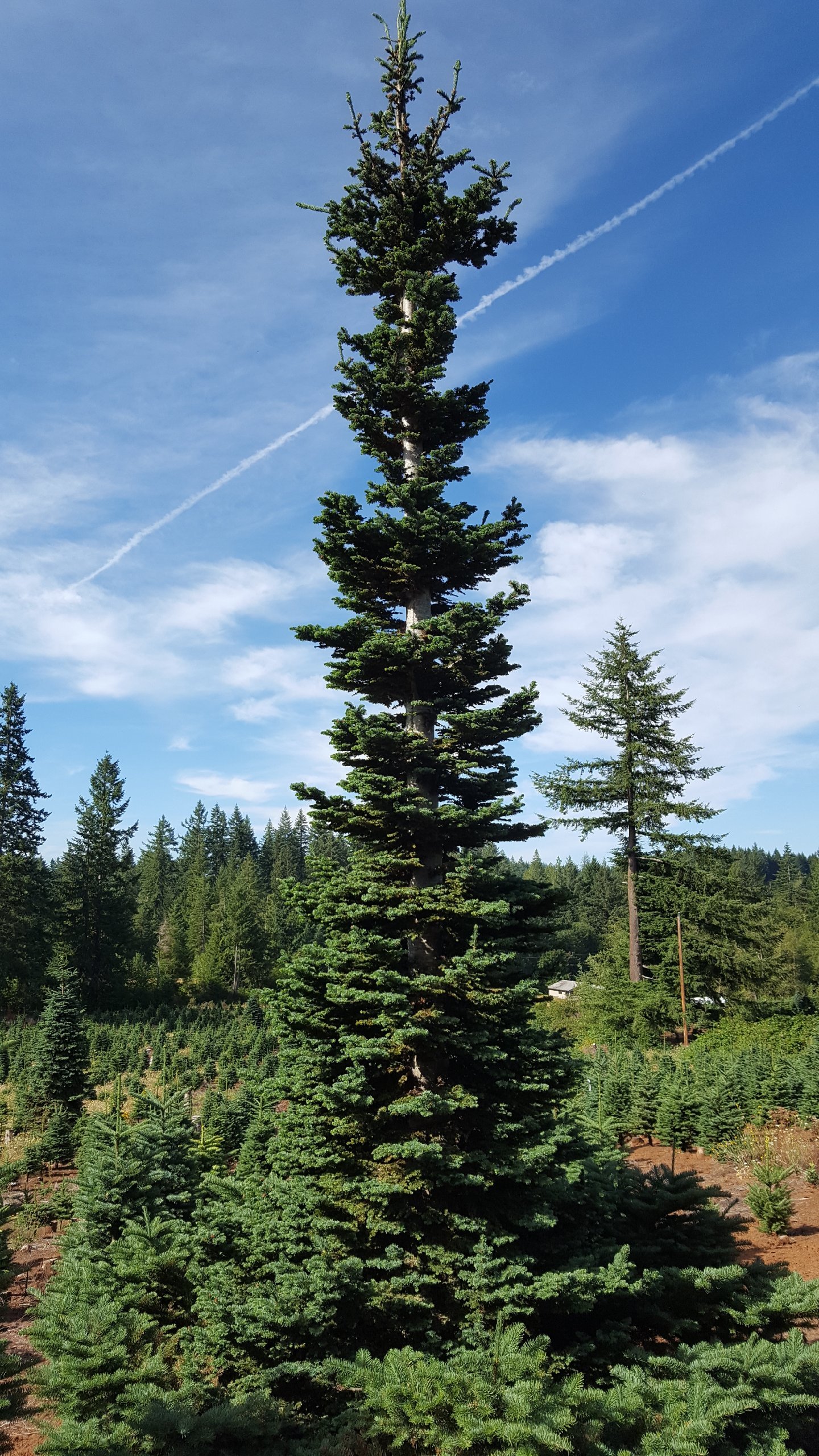 Abies procera 