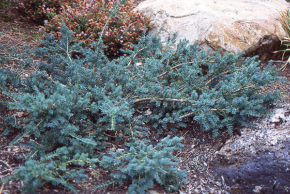 Podocarpus lawrencei 
