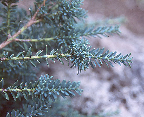 Podocarpus lawrencei 