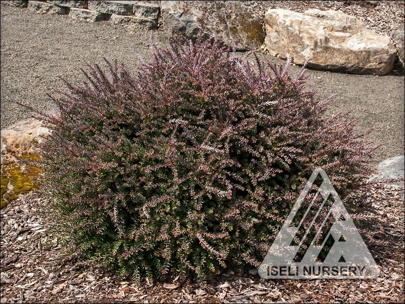 Podocarpus lawrencei 
