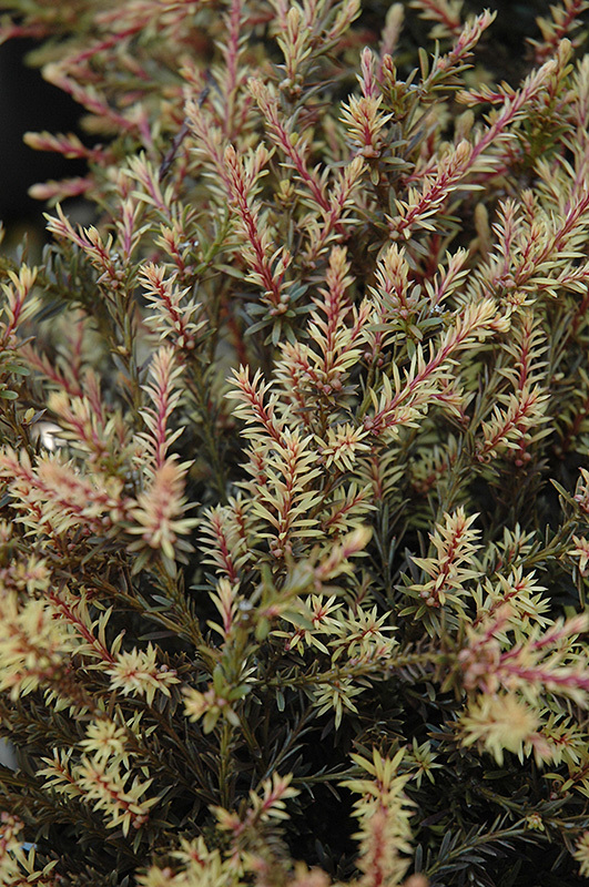 Podocarpus lawrencei × nivalis